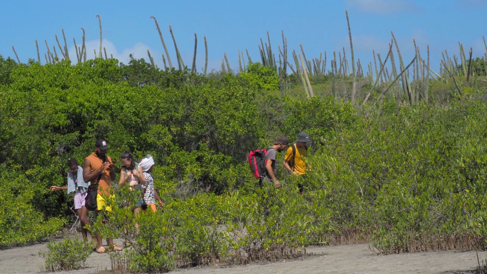 La flore littorale de Anse à Prunes  #18
