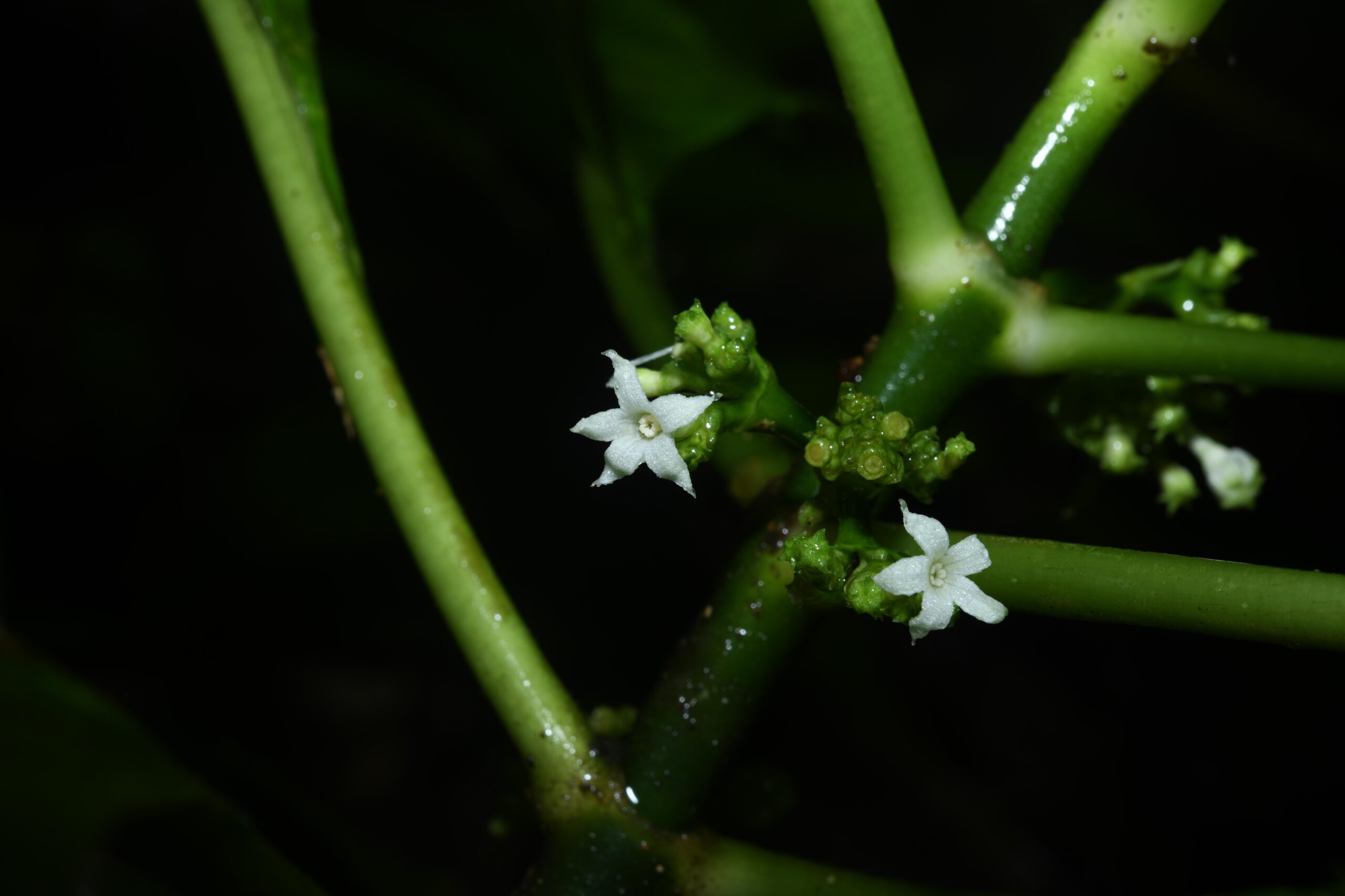 Le City Nature Challenge 2026 en Guyane