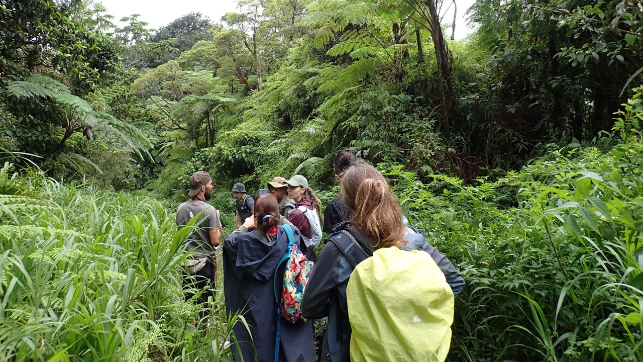 Découverte des plantes de la piste forestière de Rivière Blanche en Martinique #20