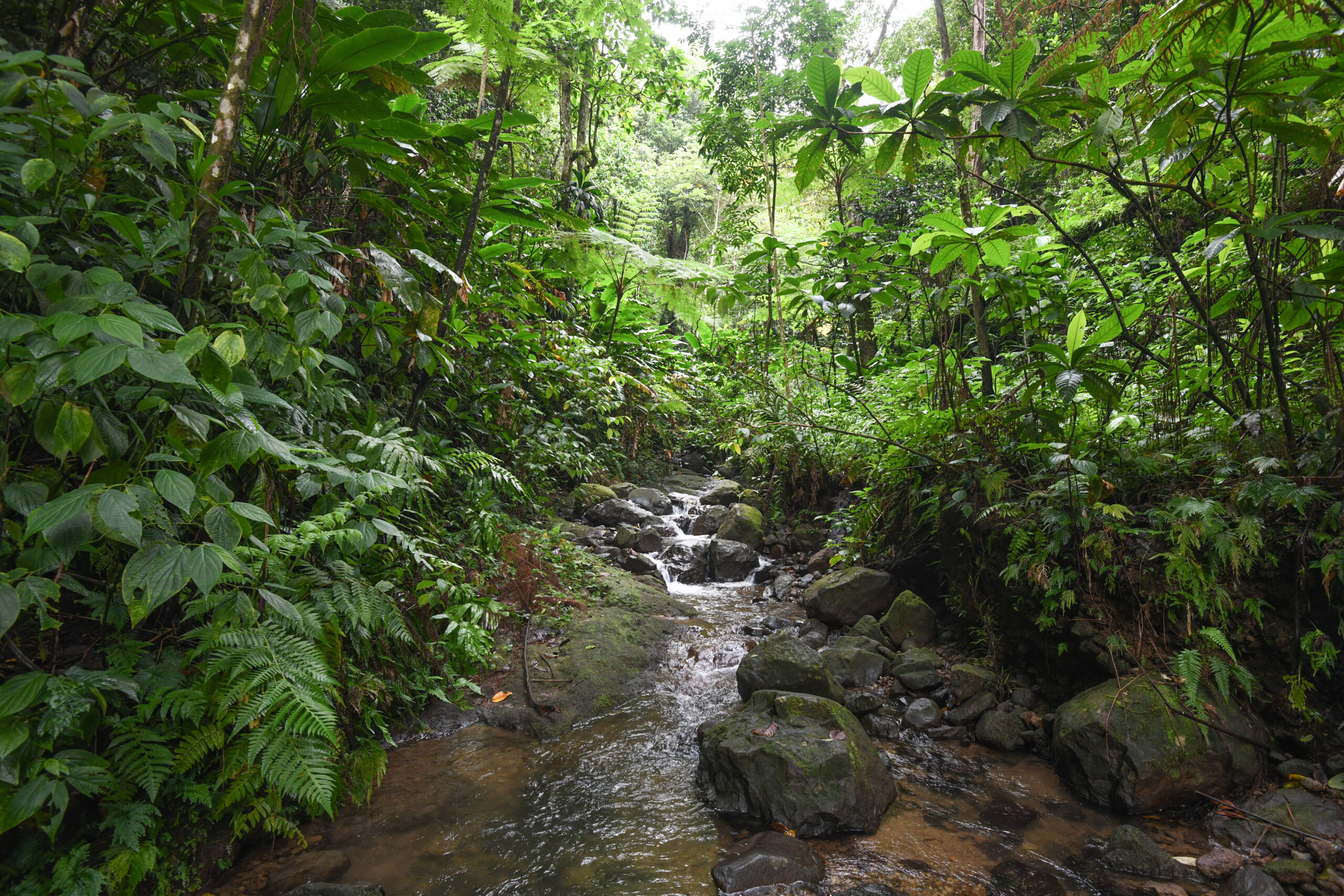 Parution de l&rsquo;ouvrage Les Fougères et plantes alliées des Antilles françaises