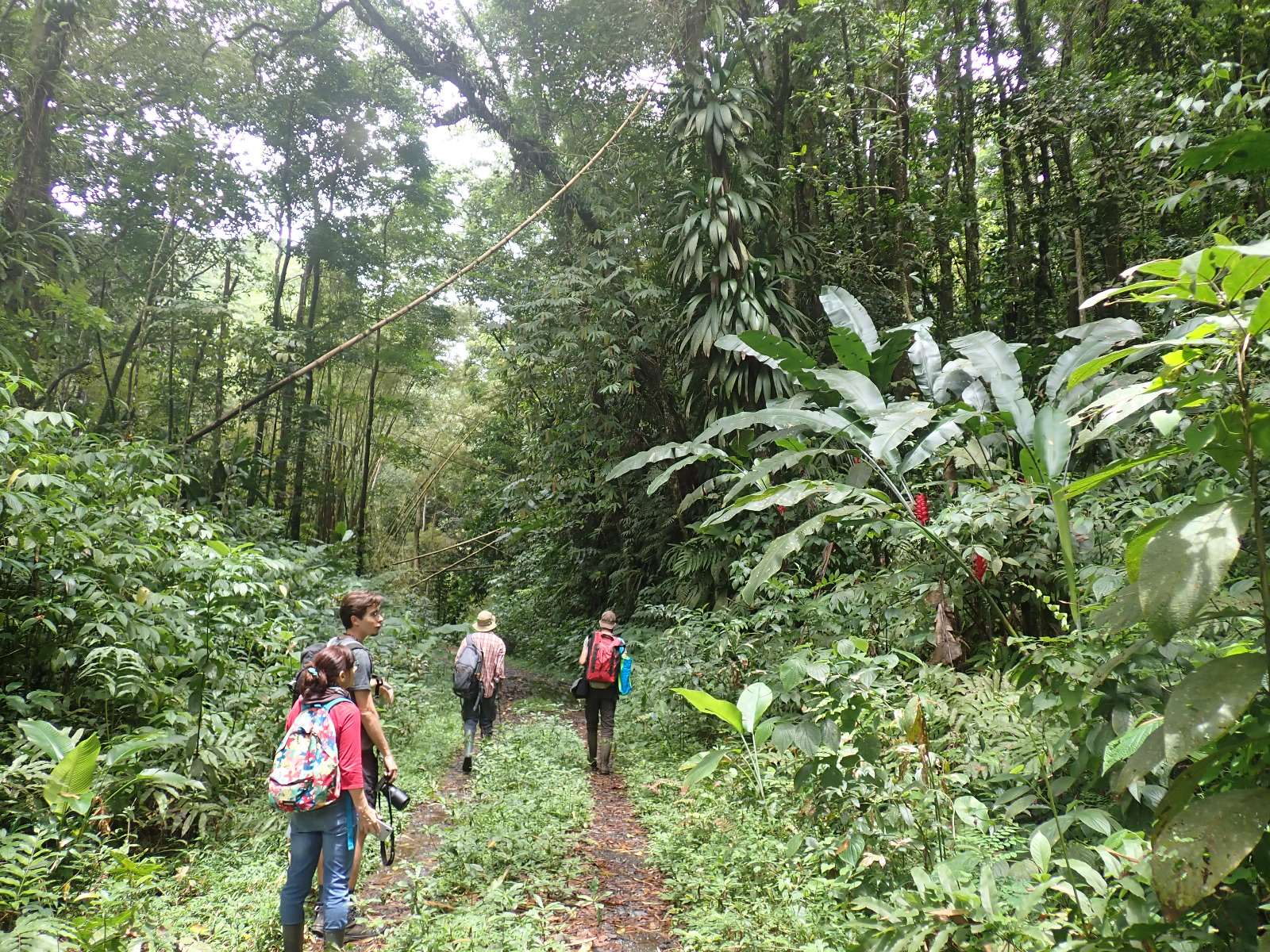 Fond Baron : révision des espèces de la forêt hygrophile #21