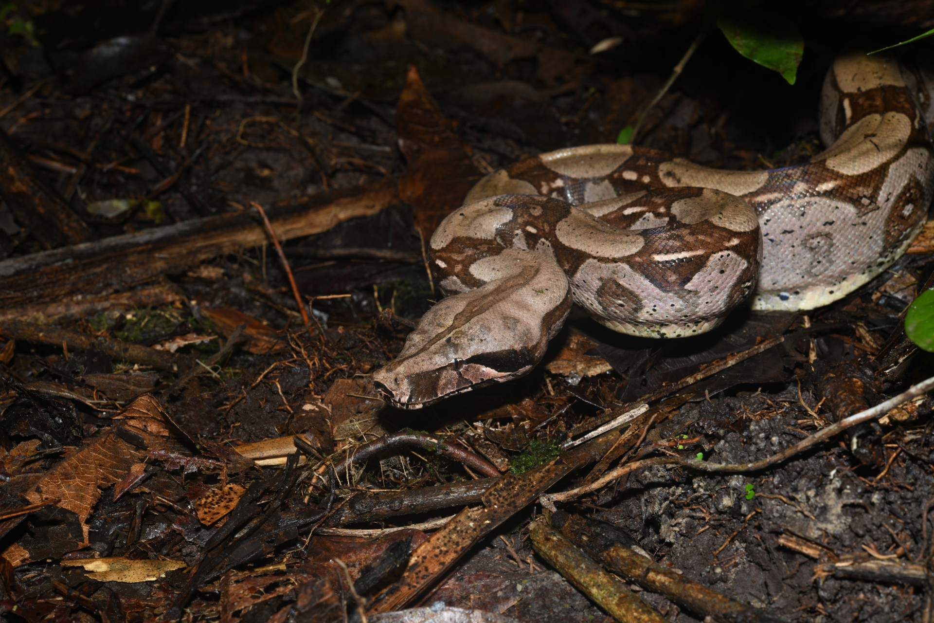 Boa constrictor Linnaeus, 1758 - Photo Bivouac Naturaliste