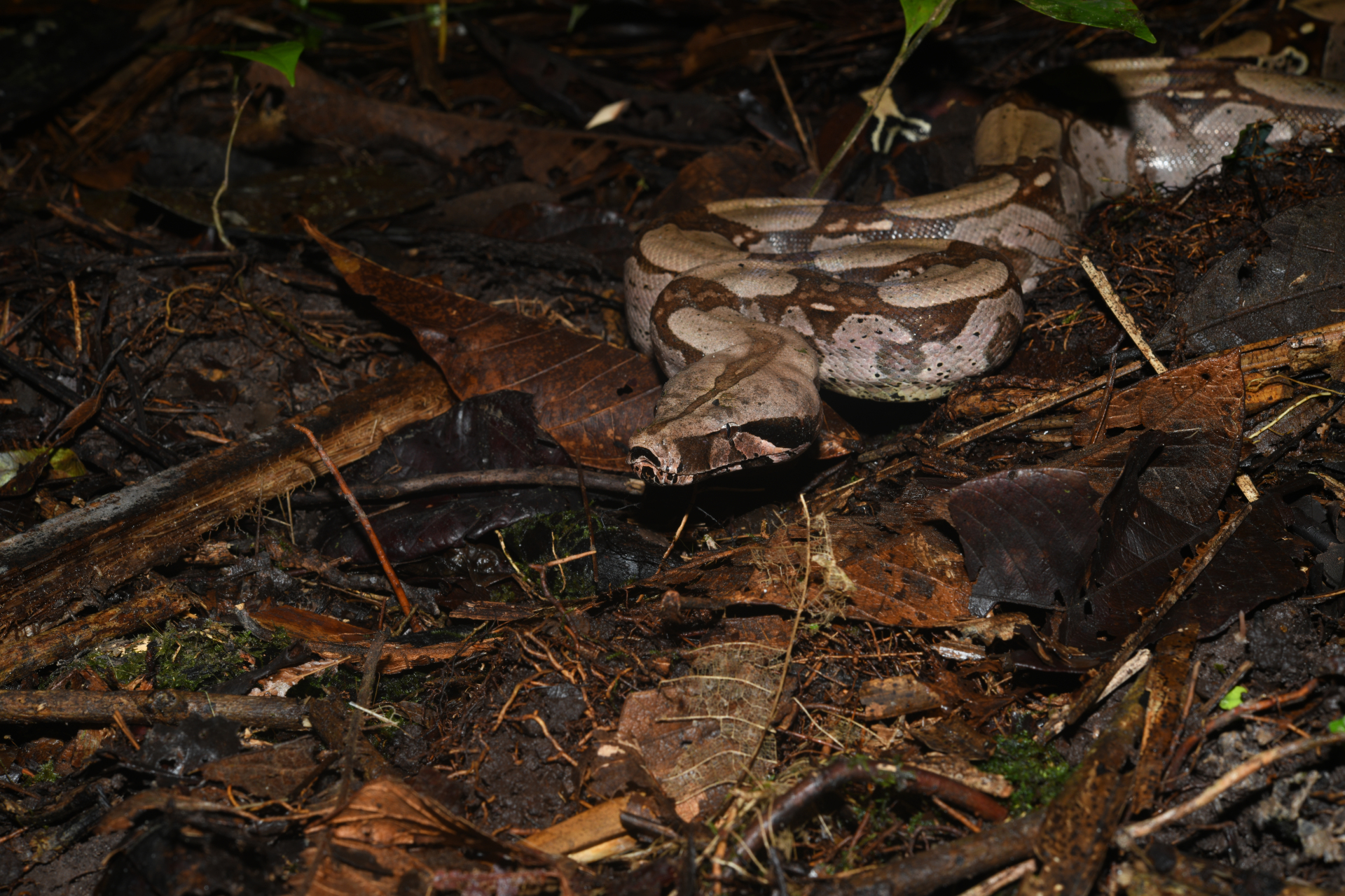 Boa constrictor Linnaeus, 1758 - Photo Bivouac Naturaliste