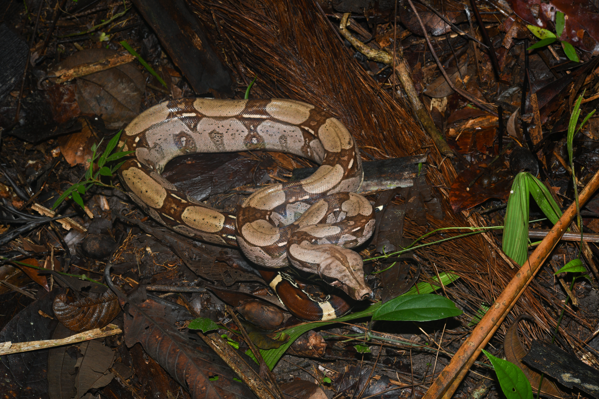 Boa constrictor Linnaeus, 1758 - Photo Bivouac Naturaliste