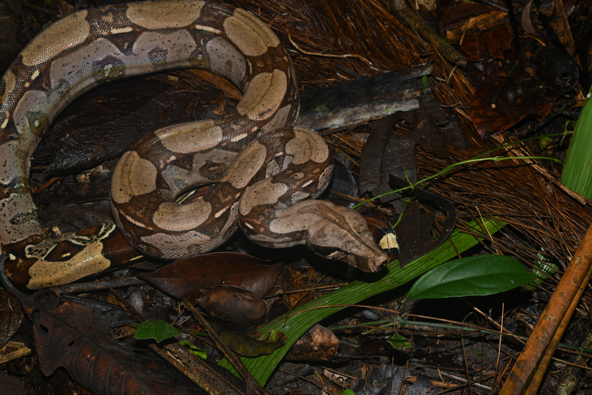 Boa constrictor Linnaeus, 1758 - Photo Bivouac Naturaliste