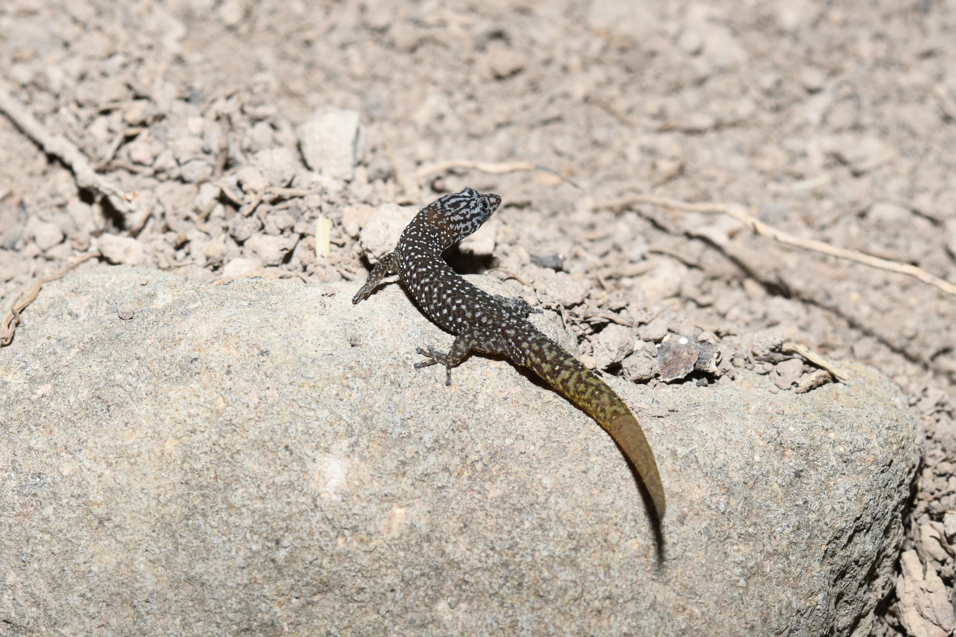 Sphaerodactylus phyzacinus Thomas, 1964 - Photo Bivouac Naturaliste
