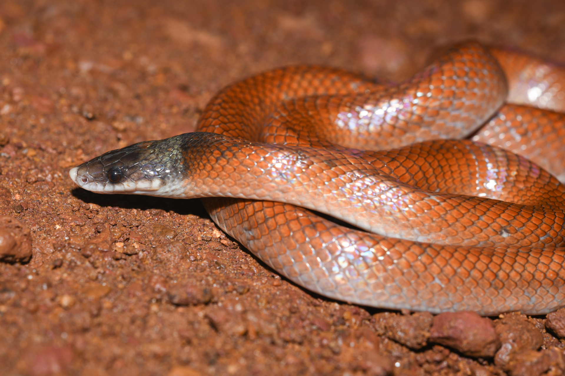 Pseudoboa neuwiedii (Duméril, Bibron & Duméril, 1854) - Photo Bivouac Naturaliste