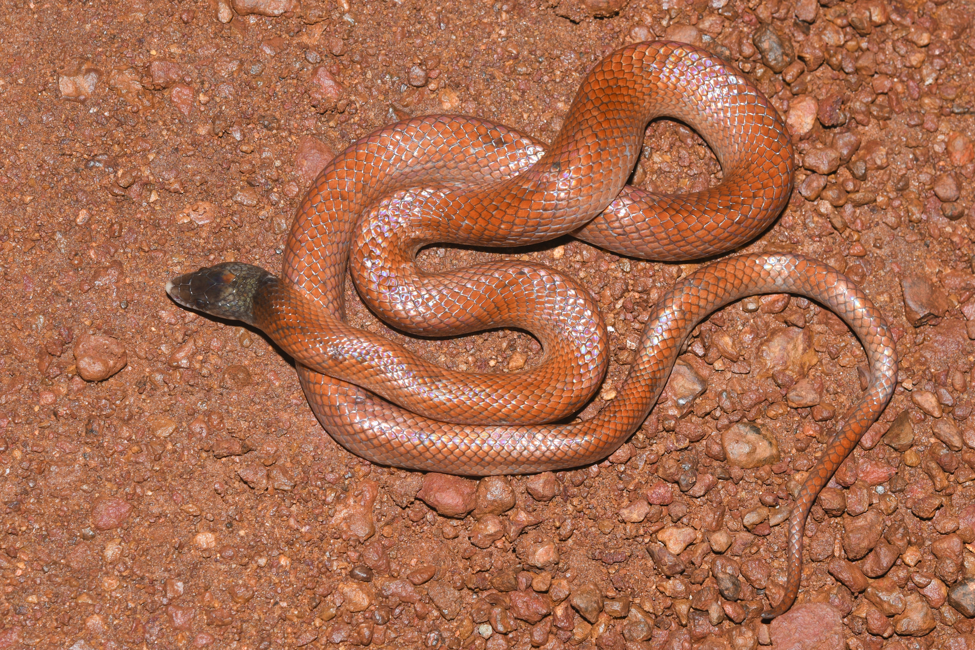 Pseudoboa neuwiedii (Duméril, Bibron & Duméril, 1854) - Photo Bivouac Naturaliste