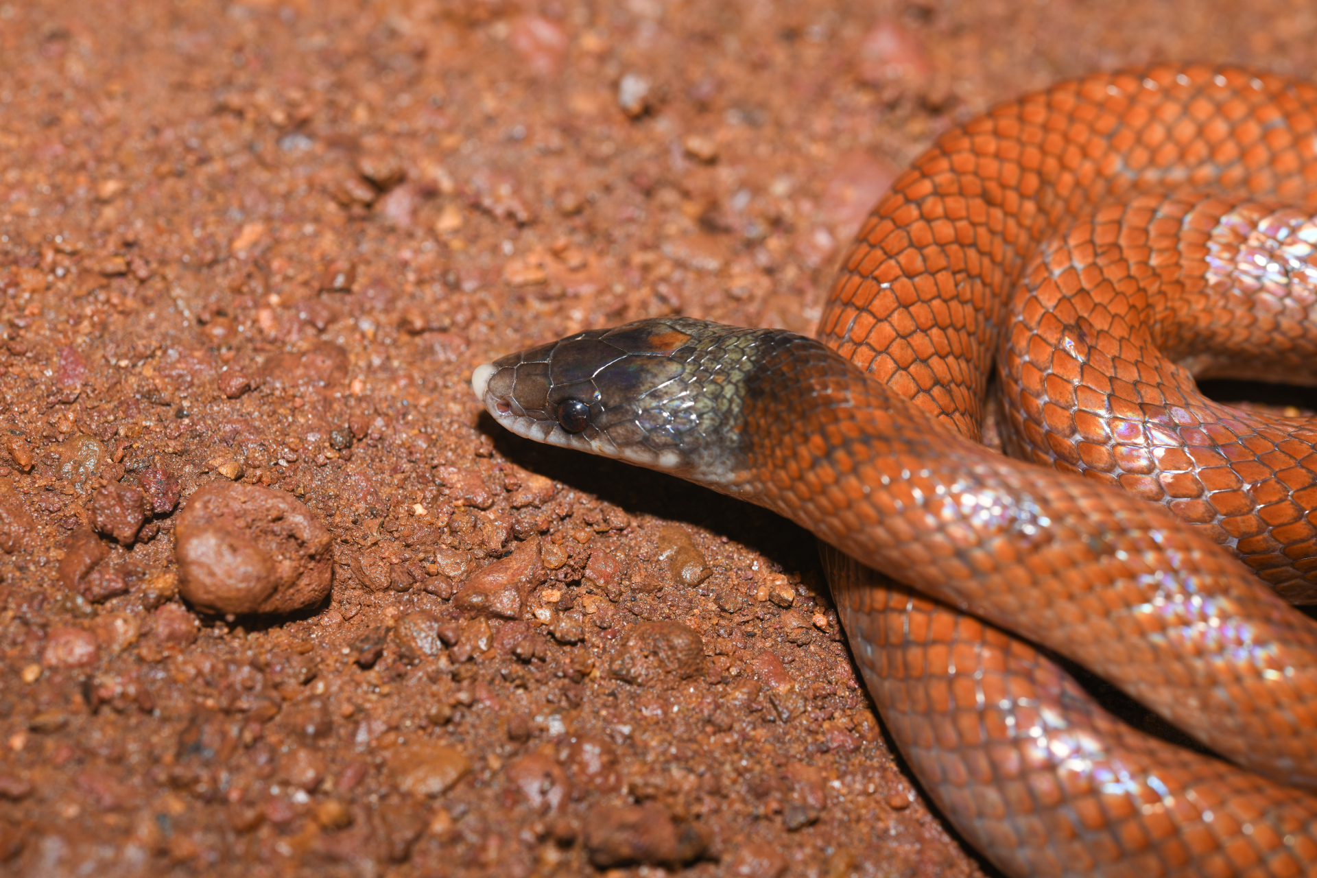 Pseudoboa neuwiedii (Duméril, Bibron & Duméril, 1854) - Photo Bivouac Naturaliste