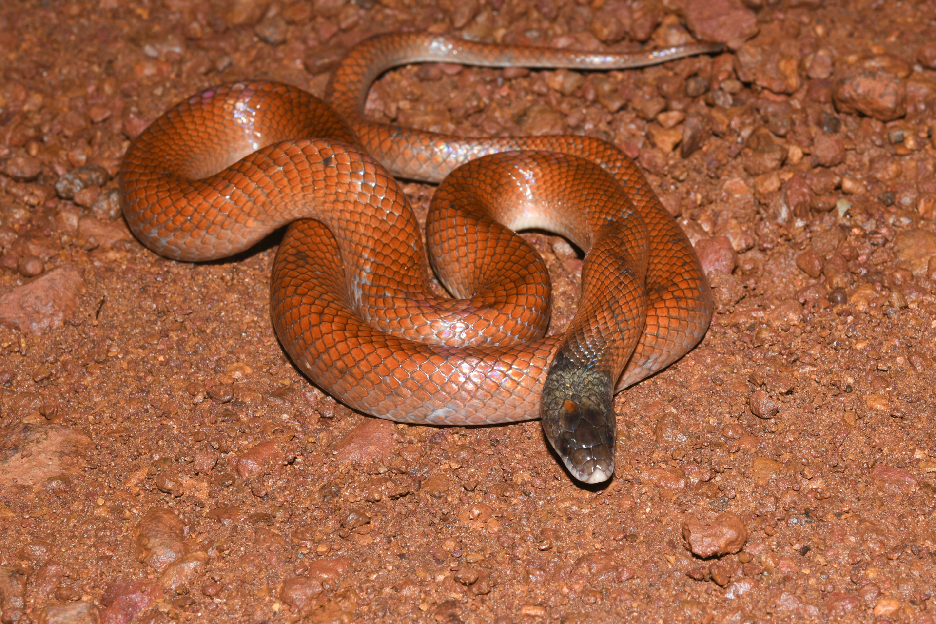 Pseudoboa neuwiedii (Duméril, Bibron & Duméril, 1854) - Photo Bivouac Naturaliste