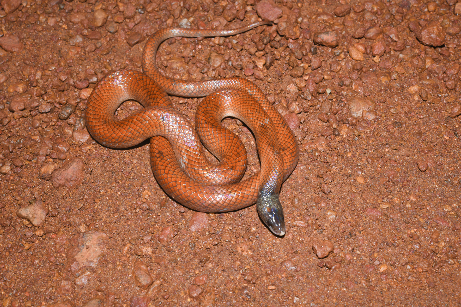 Pseudoboa neuwiedii (Duméril, Bibron & Duméril, 1854) - Photo Bivouac Naturaliste