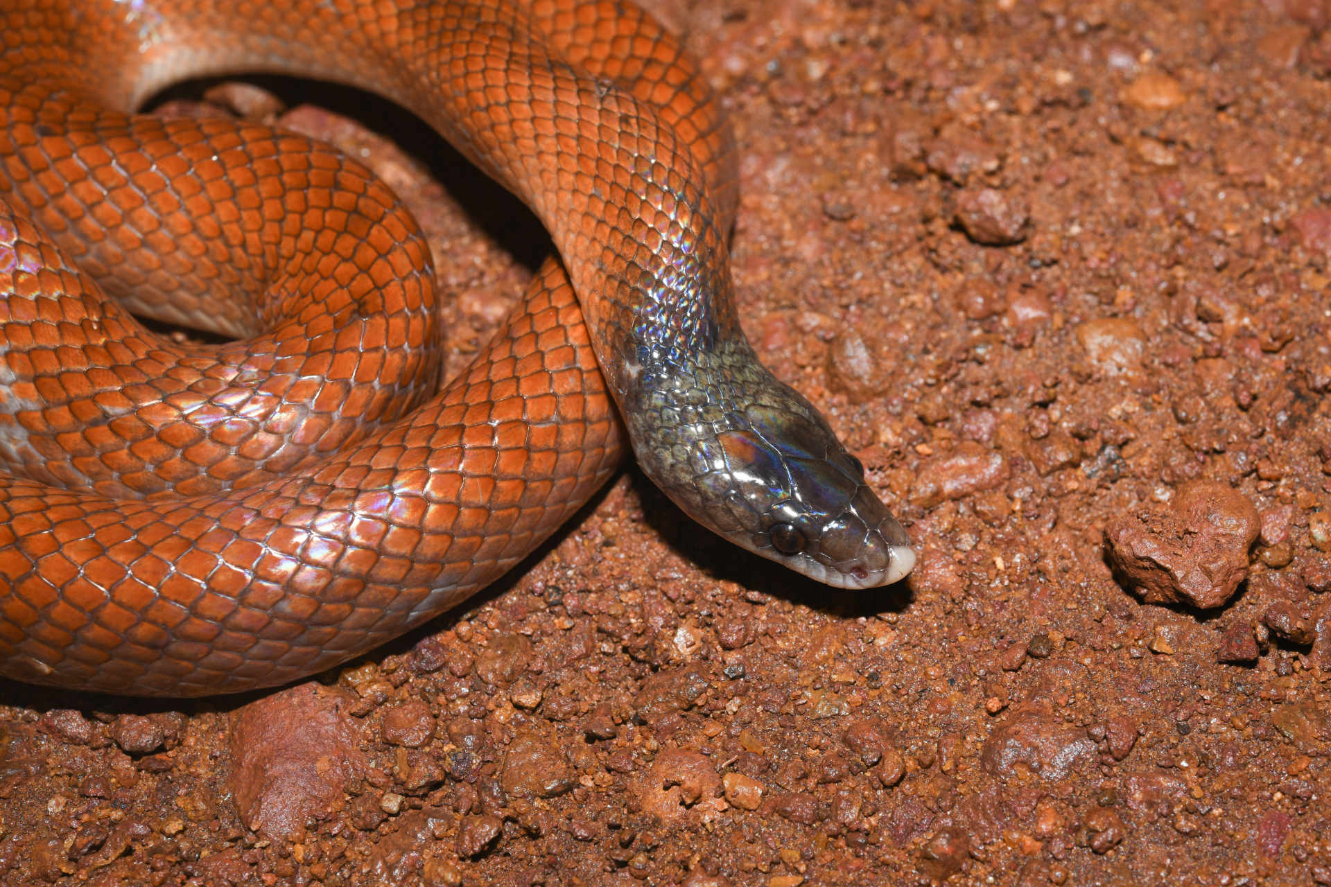 Pseudoboa neuwiedii (Duméril, Bibron & Duméril, 1854) - Photo Bivouac Naturaliste