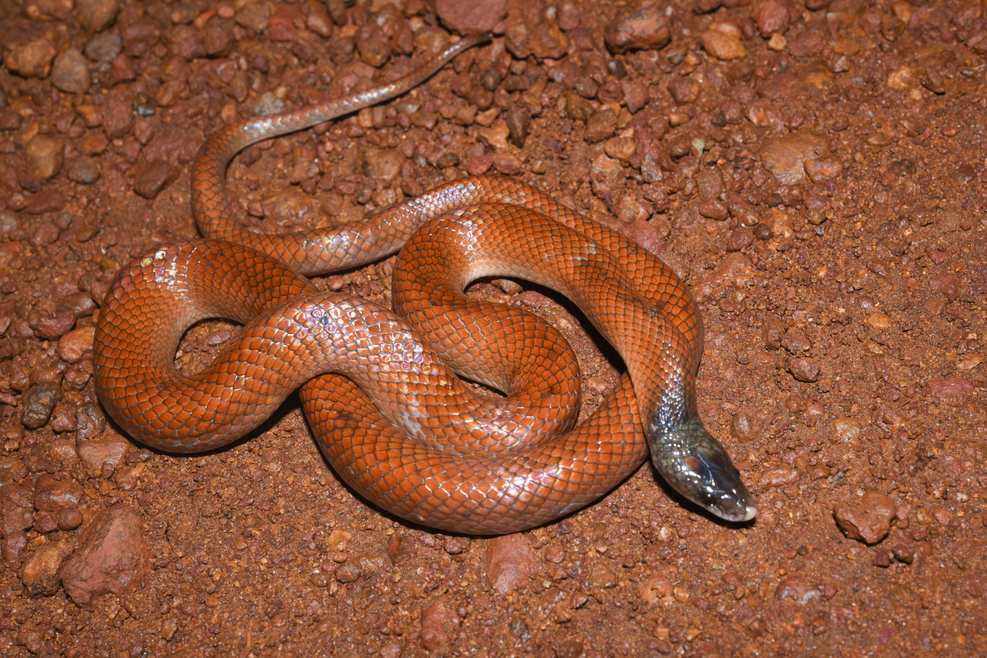 Pseudoboa neuwiedii (Duméril, Bibron & Duméril, 1854) - Photo Bivouac Naturaliste