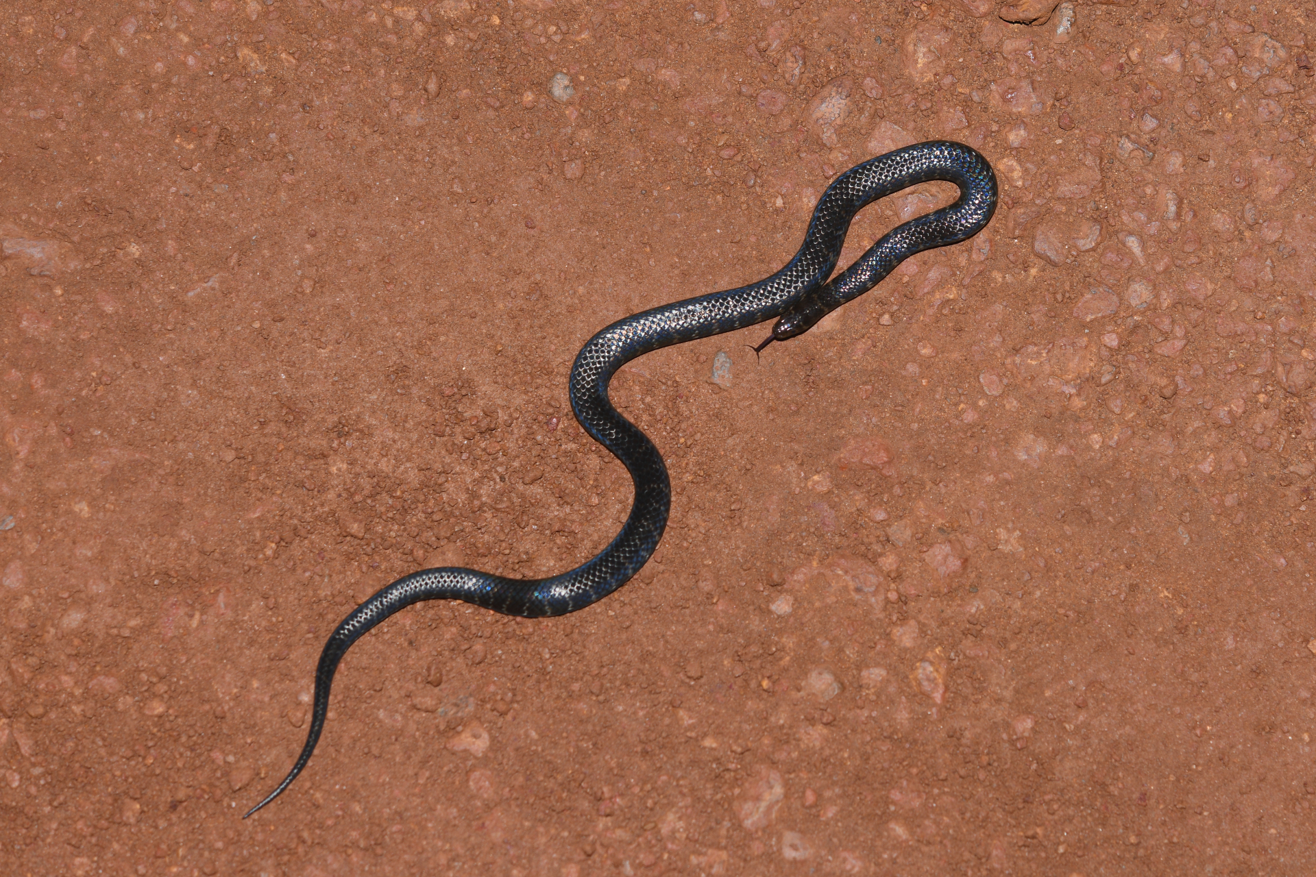 Erythrolamprus breviceps (Cope, 1860) - Photo Bivouac Naturaliste