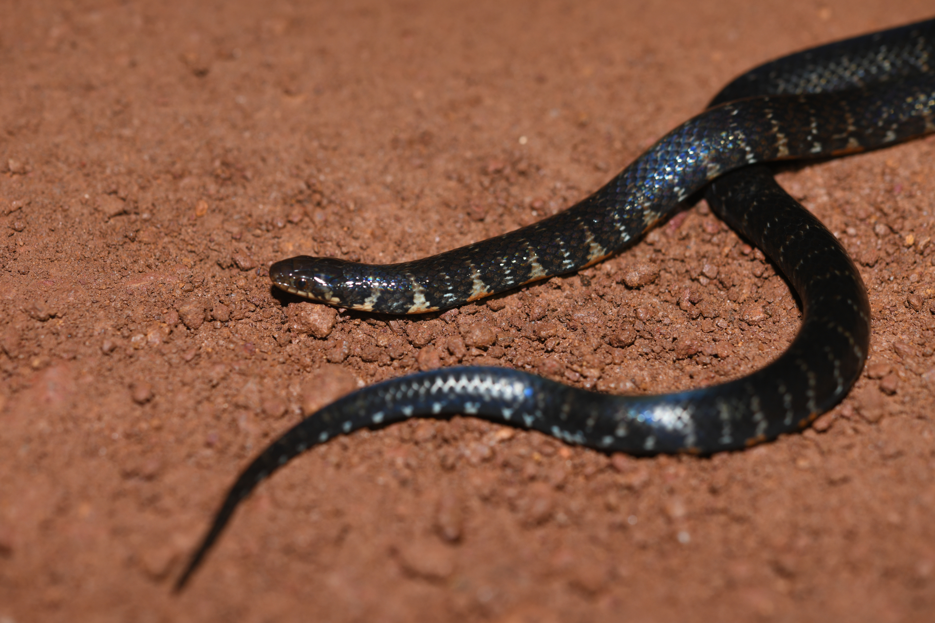 Erythrolamprus breviceps (Cope, 1860) - Photo Bivouac Naturaliste