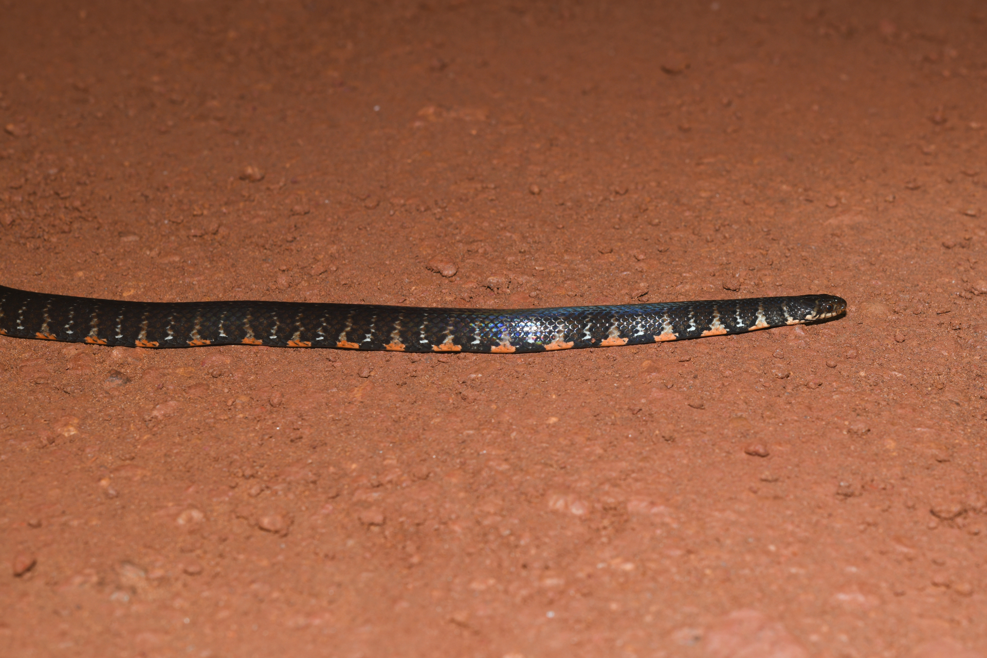 Erythrolamprus breviceps (Cope, 1860) - Photo Bivouac Naturaliste