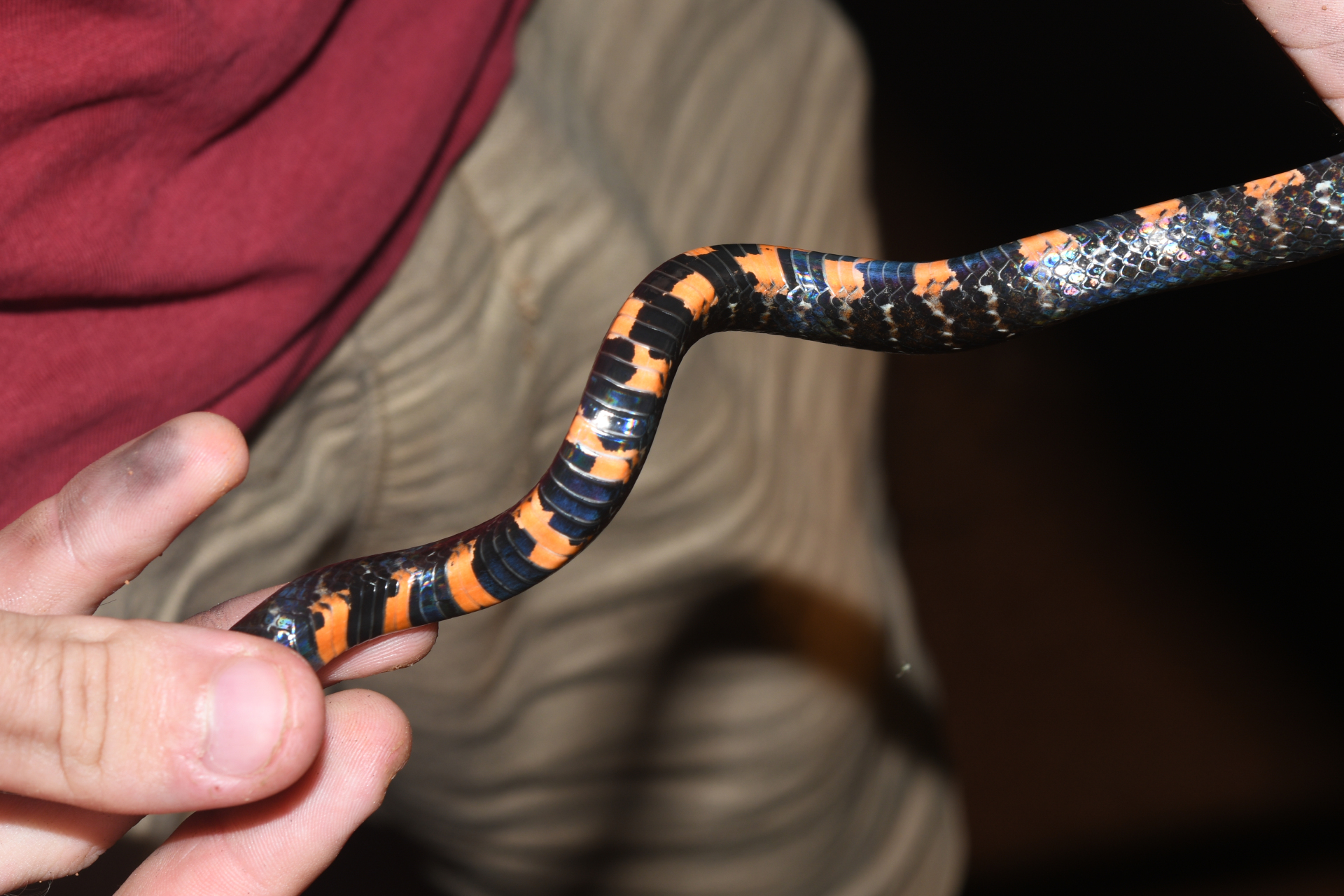 Erythrolamprus breviceps (Cope, 1860) - Photo Bivouac Naturaliste