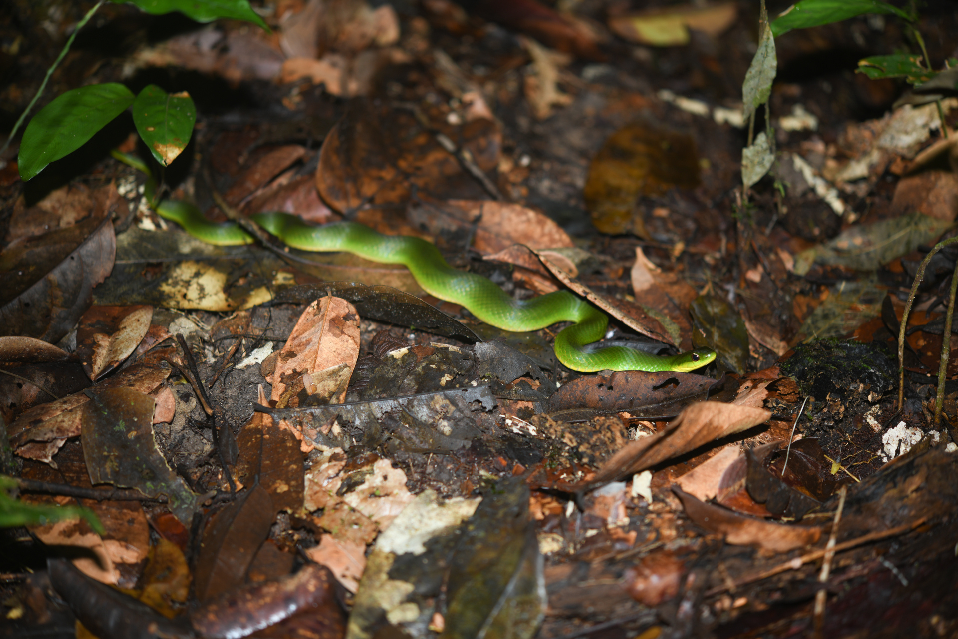 Erythrolamprus typhlus (Linnaeus, 1758) - Photo Bivouac Naturaliste