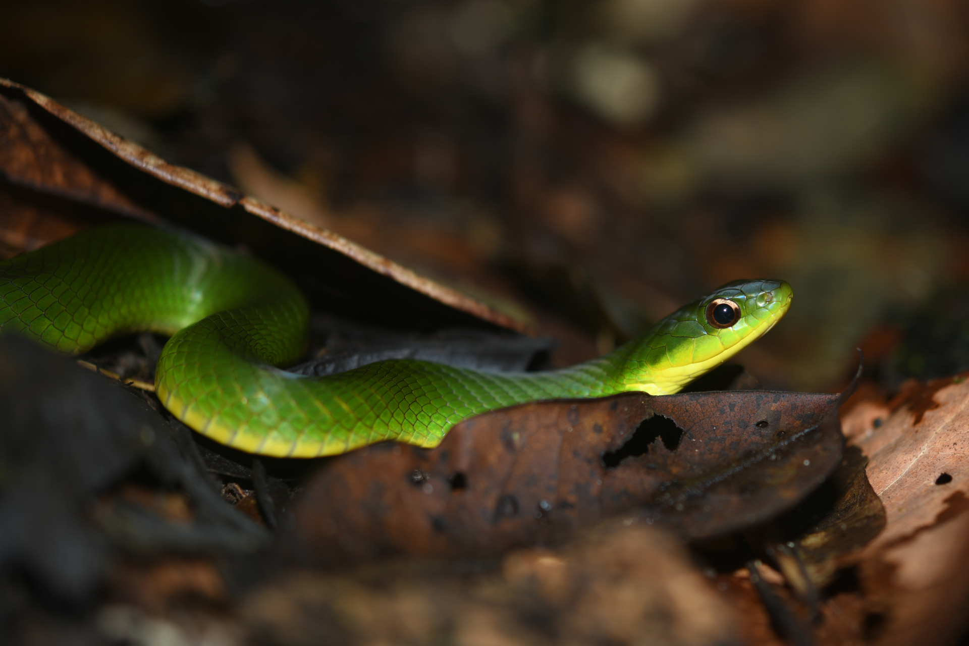 Erythrolamprus typhlus (Linnaeus, 1758) - Photo Bivouac Naturaliste