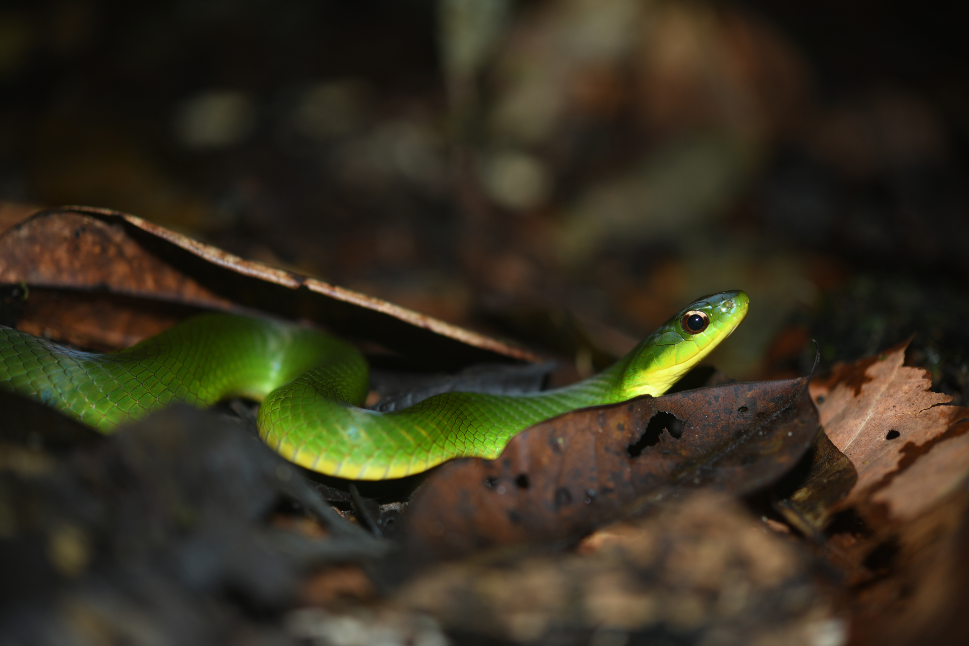 Erythrolamprus typhlus (Linnaeus, 1758) - Photo Bivouac Naturaliste