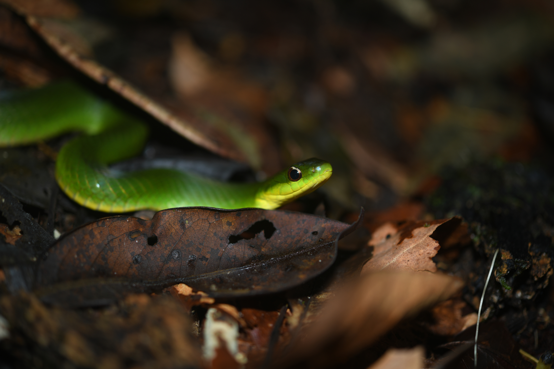 Erythrolamprus typhlus (Linnaeus, 1758) - Photo Bivouac Naturaliste