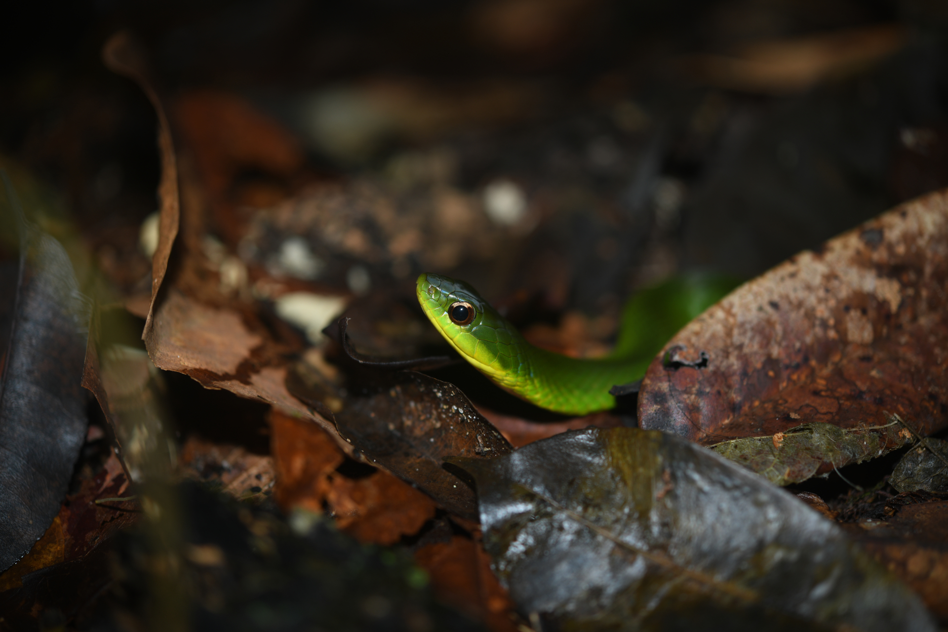 Erythrolamprus typhlus (Linnaeus, 1758) - Photo Bivouac Naturaliste
