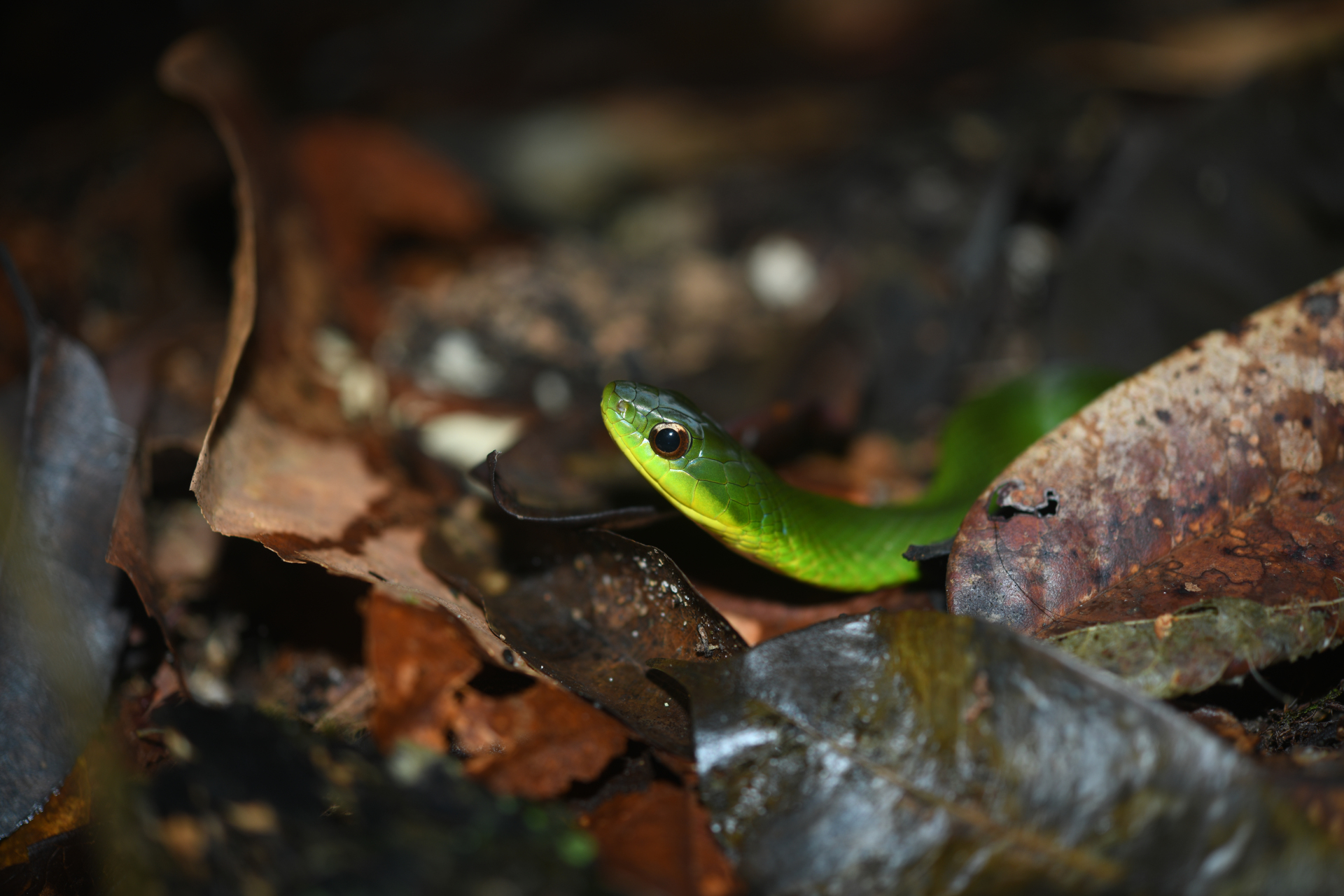 Erythrolamprus typhlus (Linnaeus, 1758) - Photo Bivouac Naturaliste