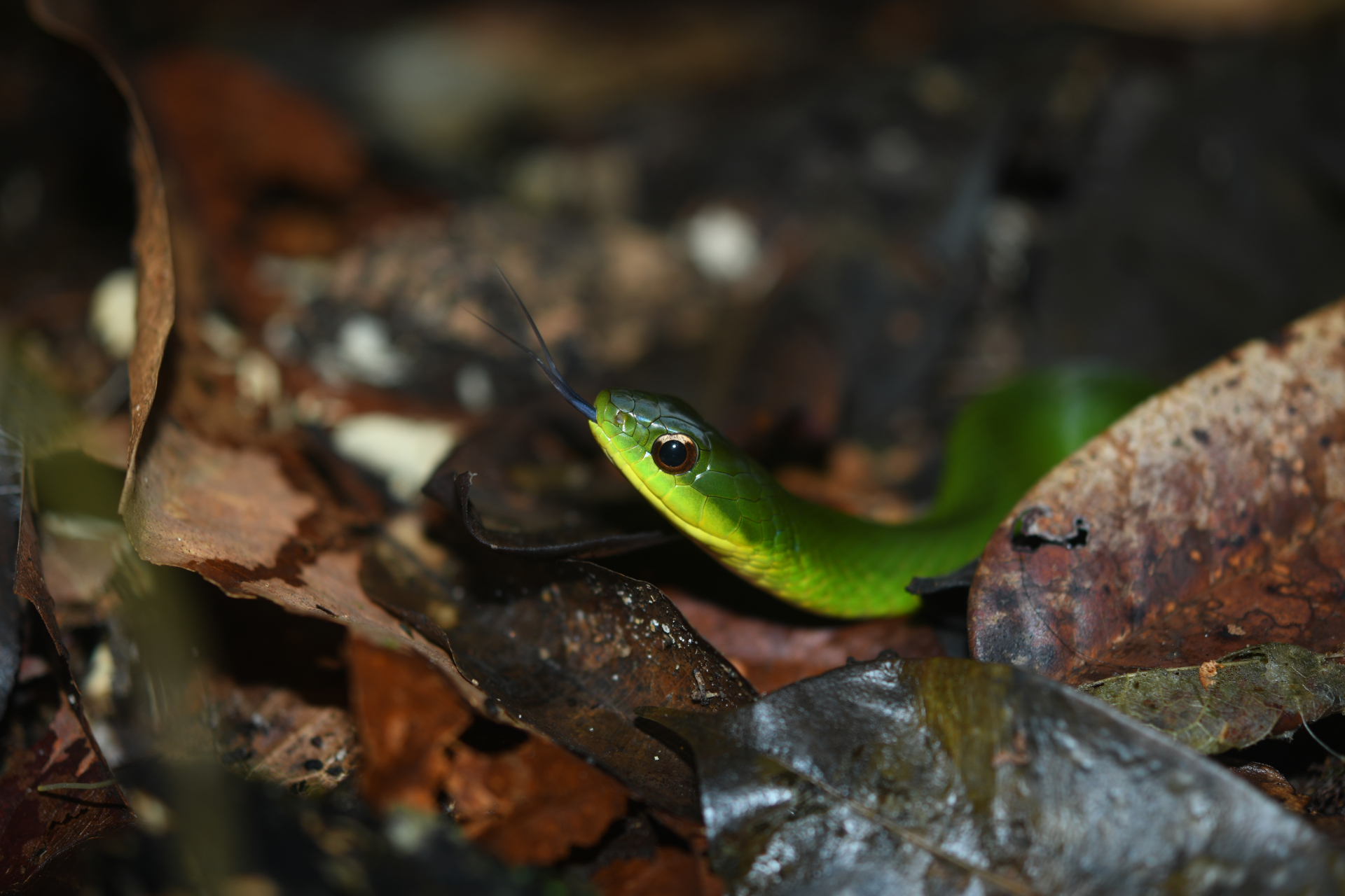Erythrolamprus typhlus (Linnaeus, 1758) - Photo Bivouac Naturaliste