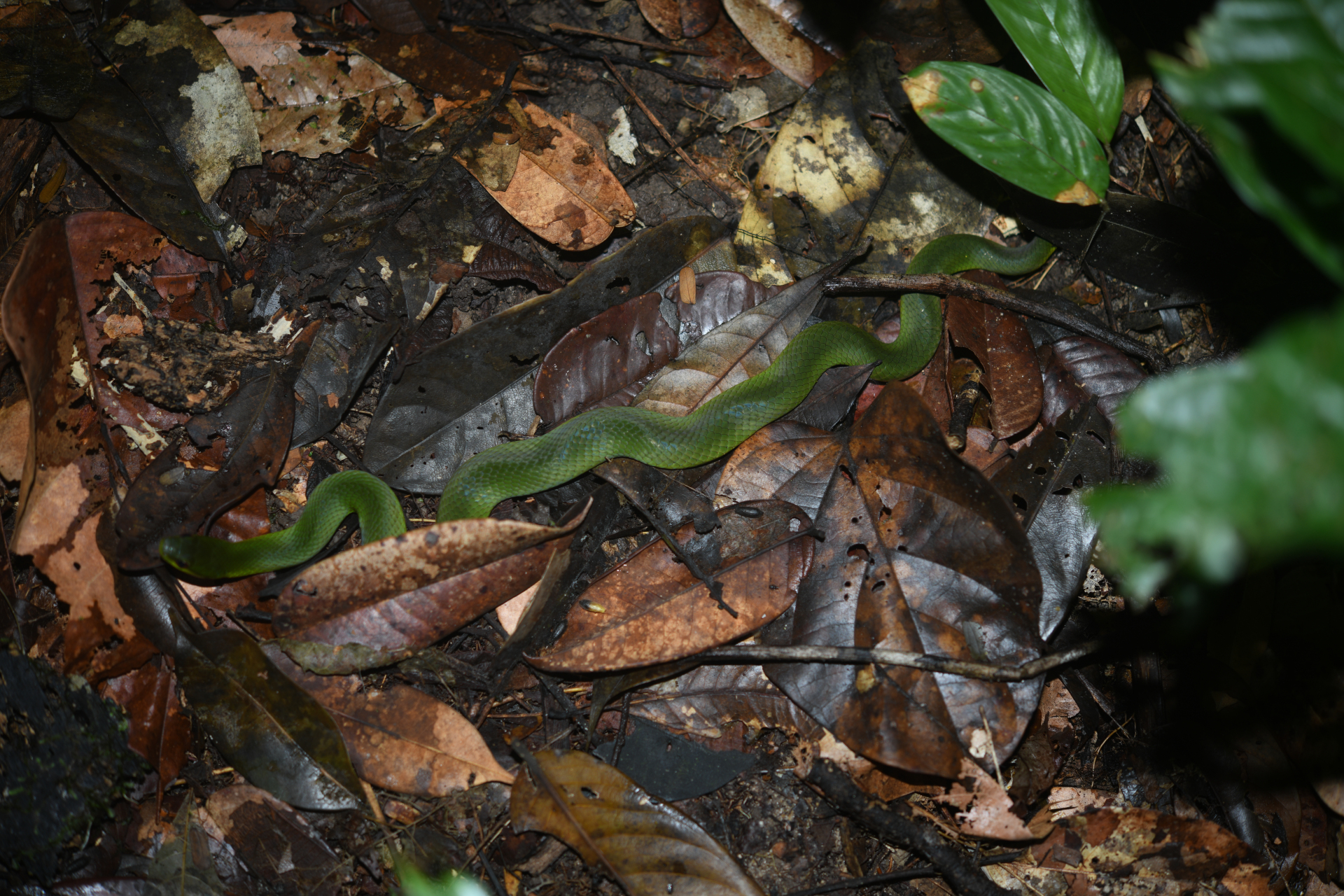 Erythrolamprus typhlus (Linnaeus, 1758) - Photo Bivouac Naturaliste