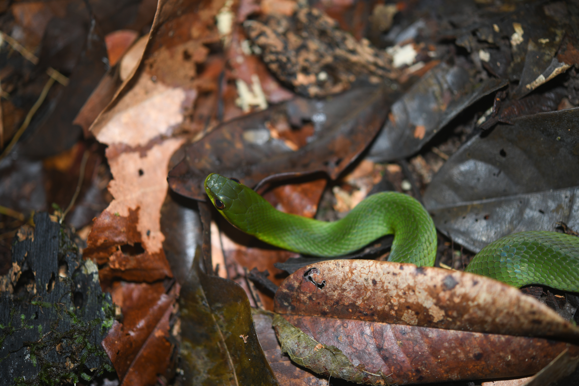Erythrolamprus typhlus (Linnaeus, 1758) - Photo Bivouac Naturaliste