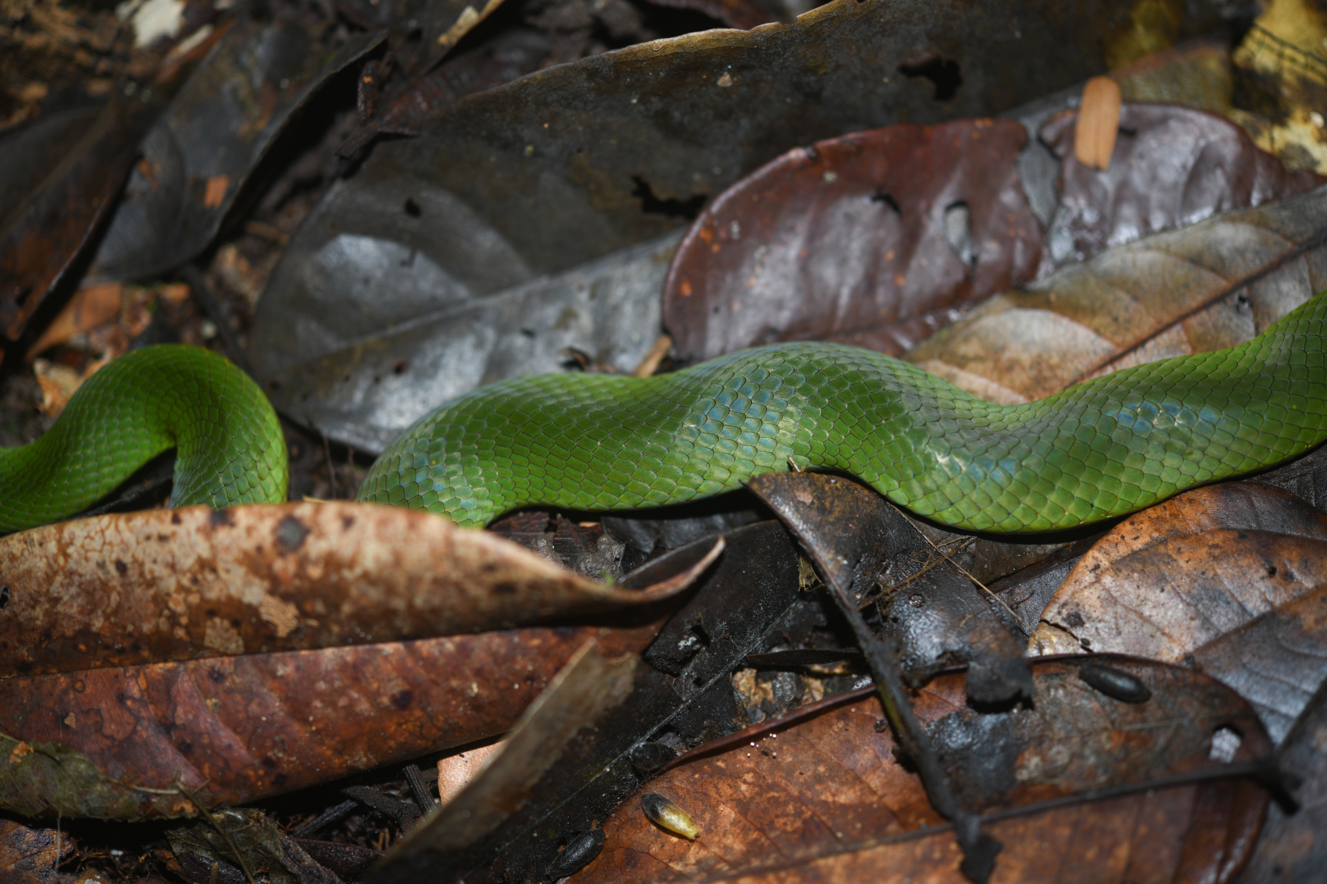 Erythrolamprus typhlus (Linnaeus, 1758) - Photo Bivouac Naturaliste