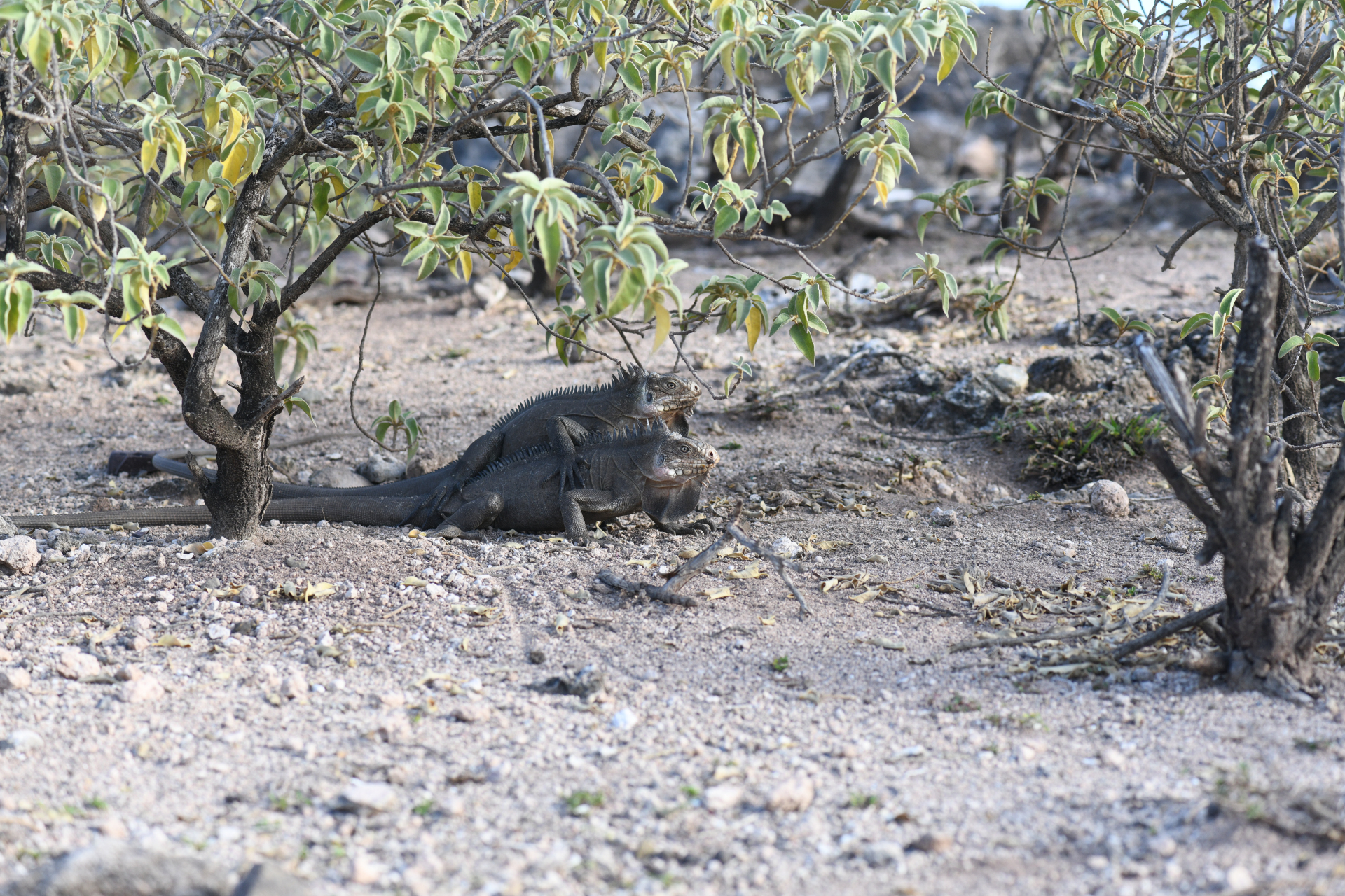 Iguana delicatissima Laurenti, 1768 - Photo Bivouac Naturaliste