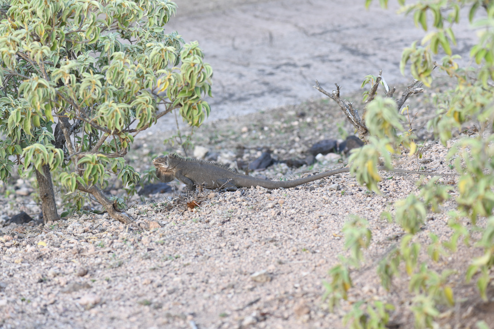 Iguana delicatissima Laurenti, 1768 - Photo Bivouac Naturaliste