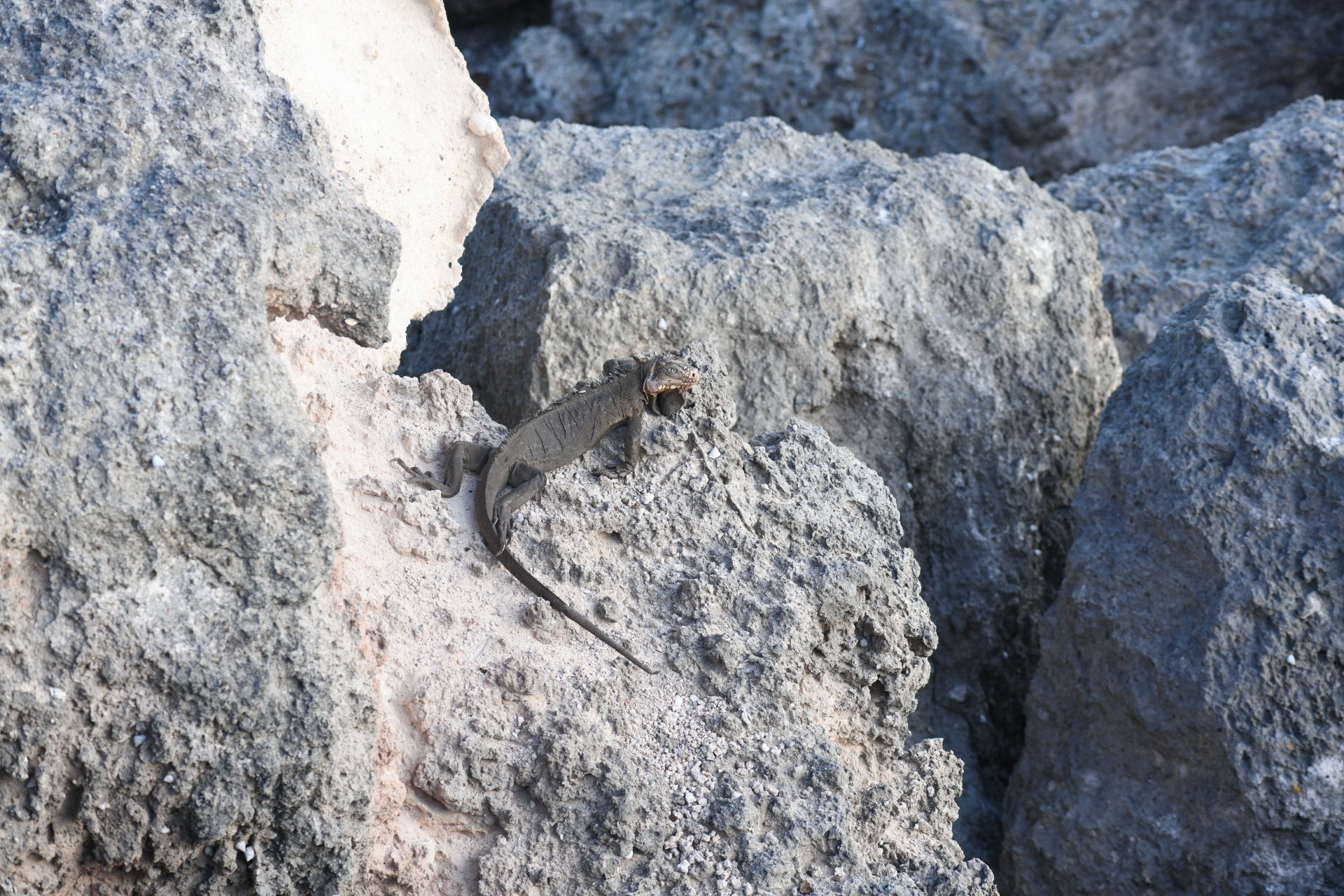 Iguana delicatissima Laurenti, 1768 - Photo Bivouac Naturaliste