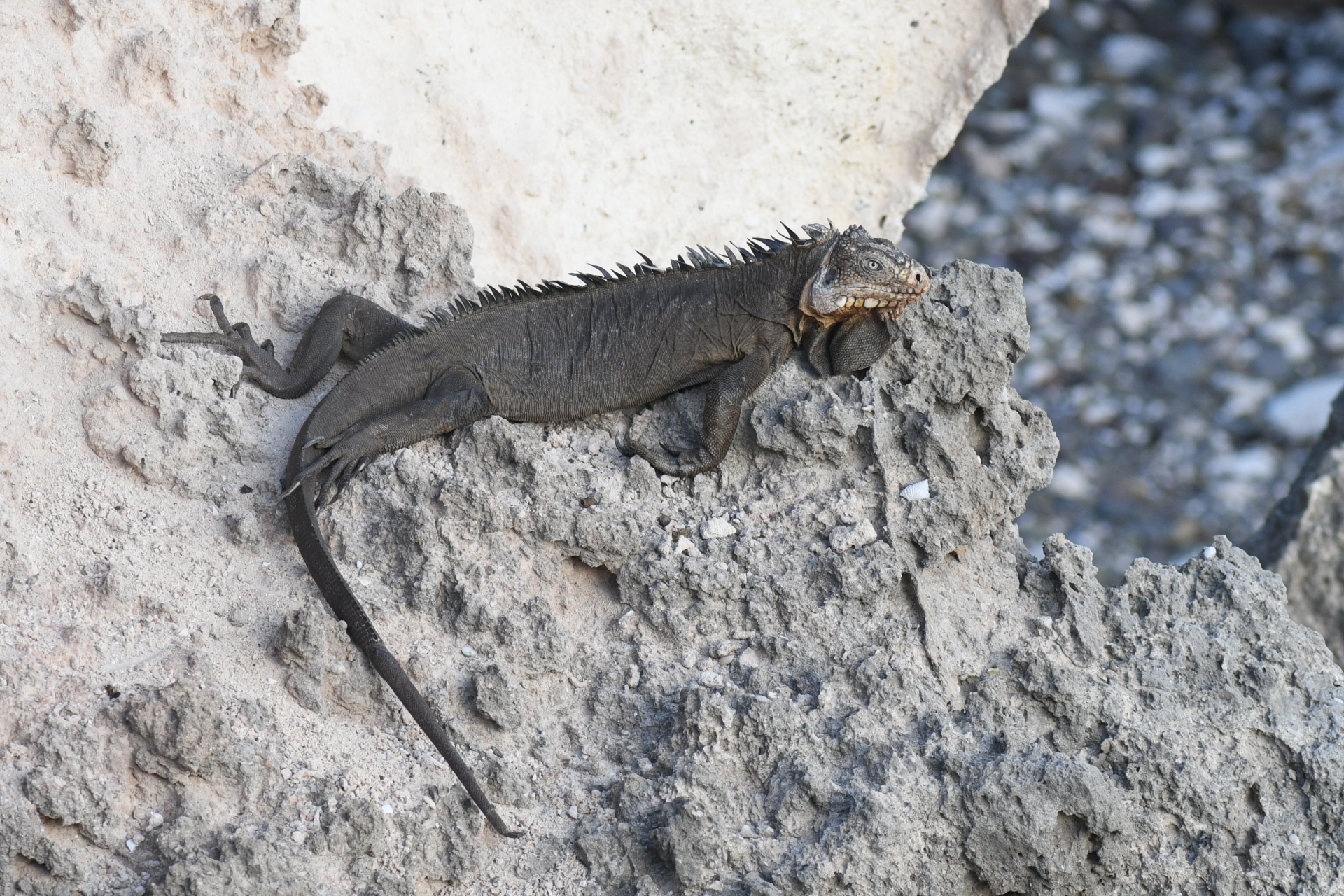 Iguana delicatissima Laurenti, 1768 - Photo Bivouac Naturaliste