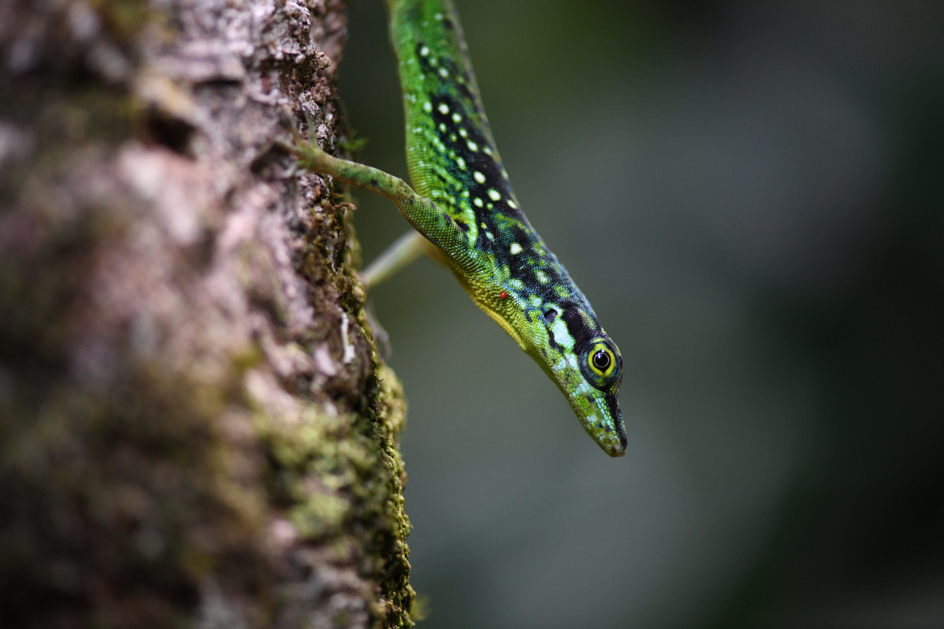 Anolis roquet (Bonnaterre, 1789) - Photo Bivouac Naturaliste
