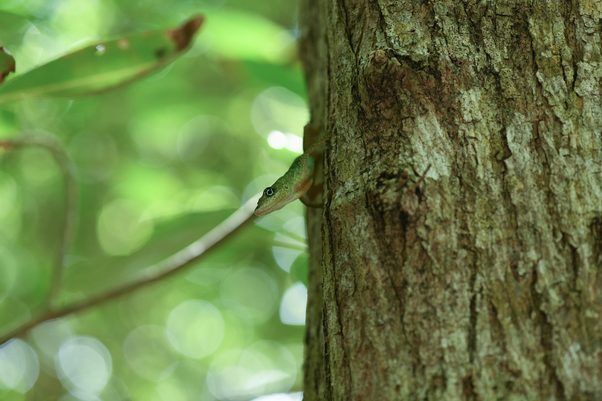 Anolis roquet (Bonnaterre, 1789) - Photo Bivouac Naturaliste