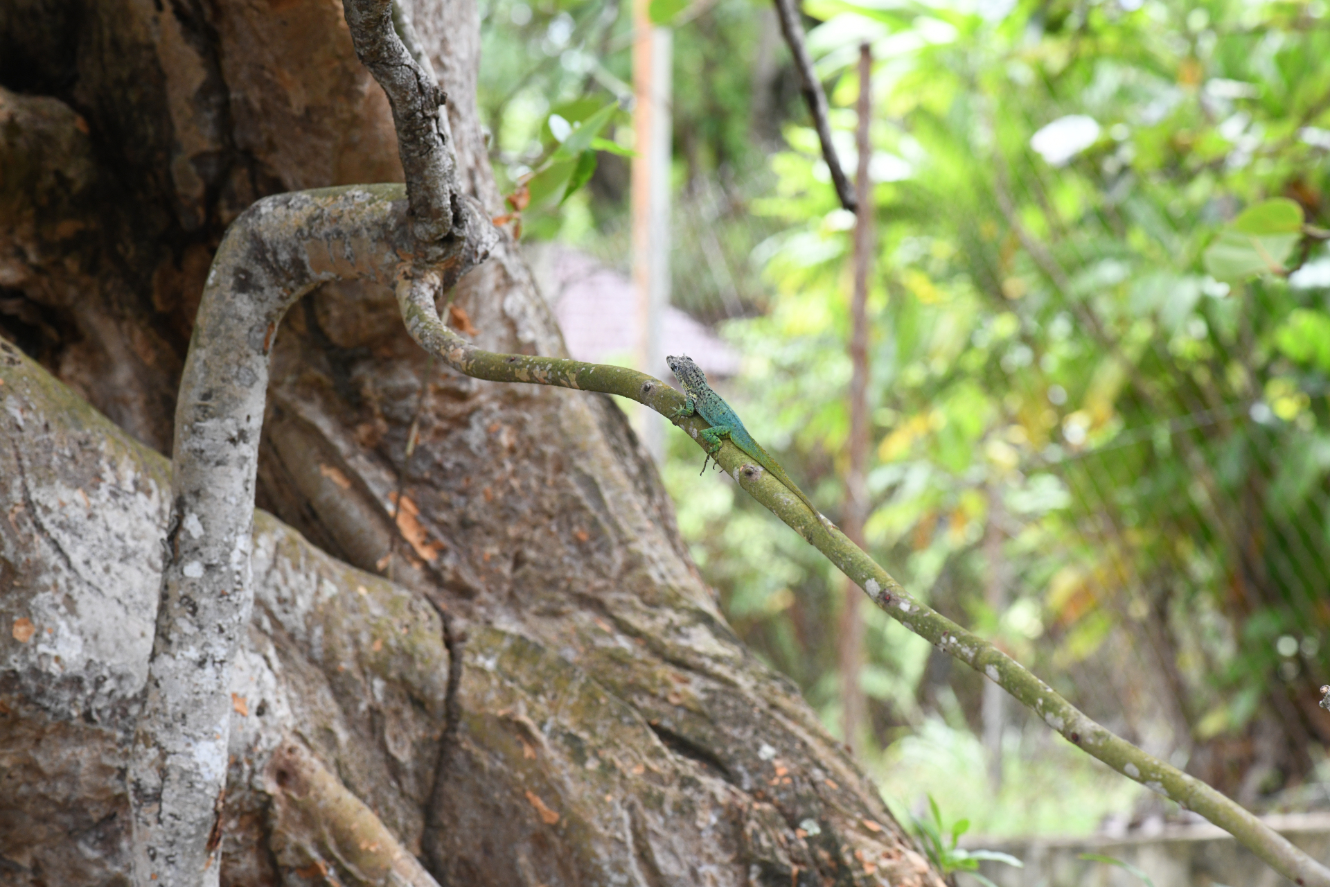 Anolis roquet (Bonnaterre, 1789) - Photo Bivouac Naturaliste