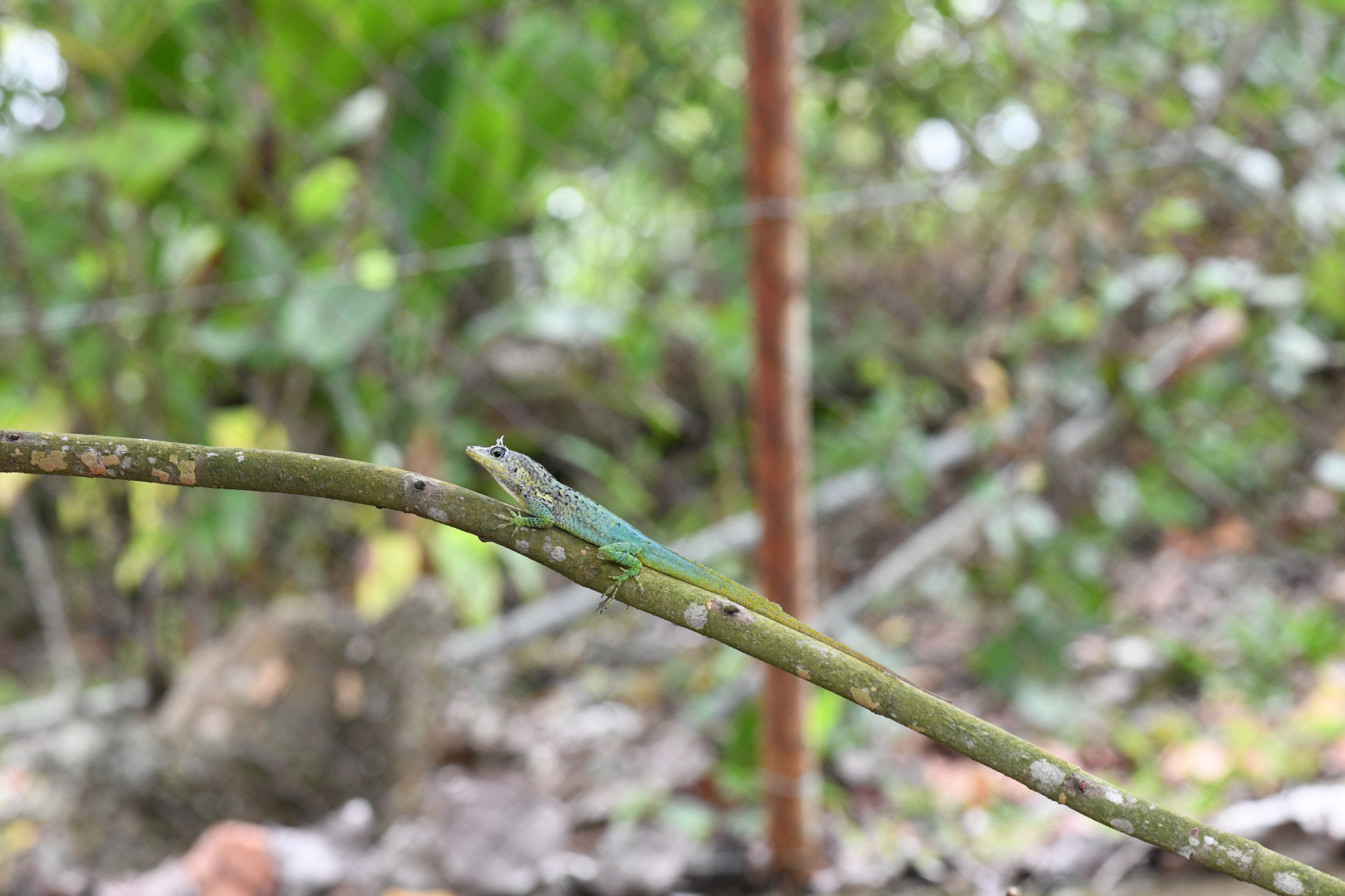 Anolis roquet (Bonnaterre, 1789) - Photo Bivouac Naturaliste