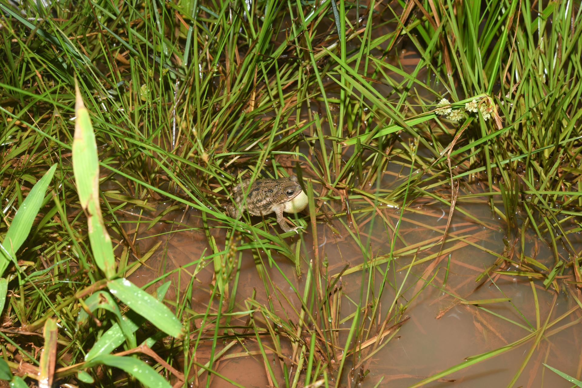 Rhinella major (Müller & Hellmich, 1936) - Photo Bivouac Naturaliste