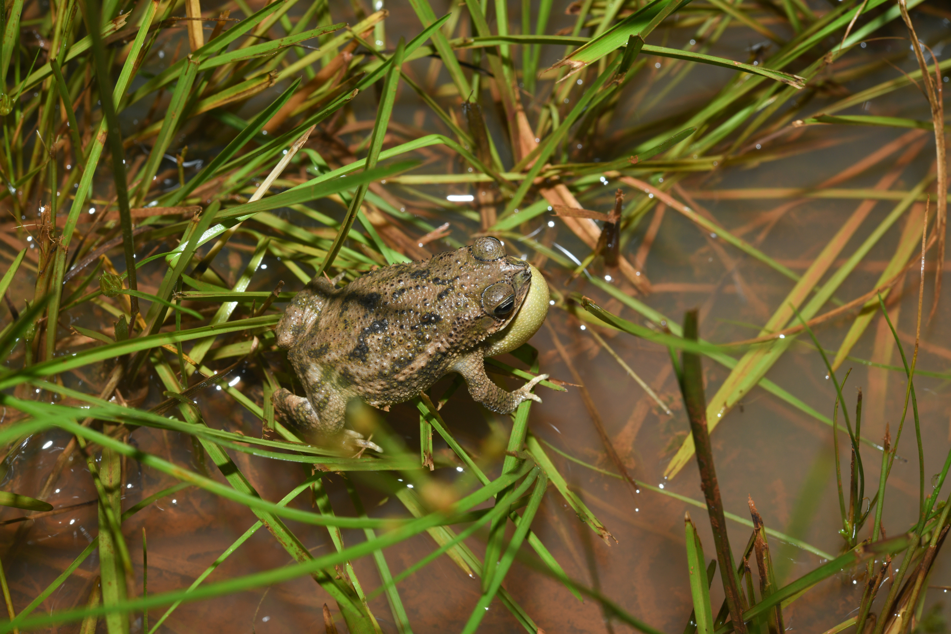 Rhinella major (Müller & Hellmich, 1936) - Photo Bivouac Naturaliste