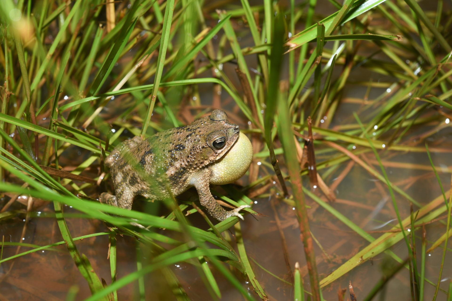 Rhinella major (Müller & Hellmich, 1936) - Photo Bivouac Naturaliste
