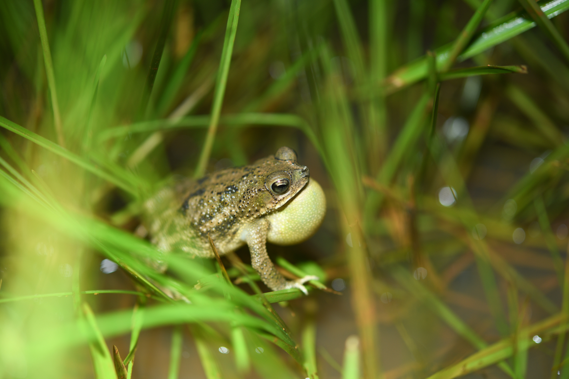 Rhinella major (Müller & Hellmich, 1936) - Photo Bivouac Naturaliste