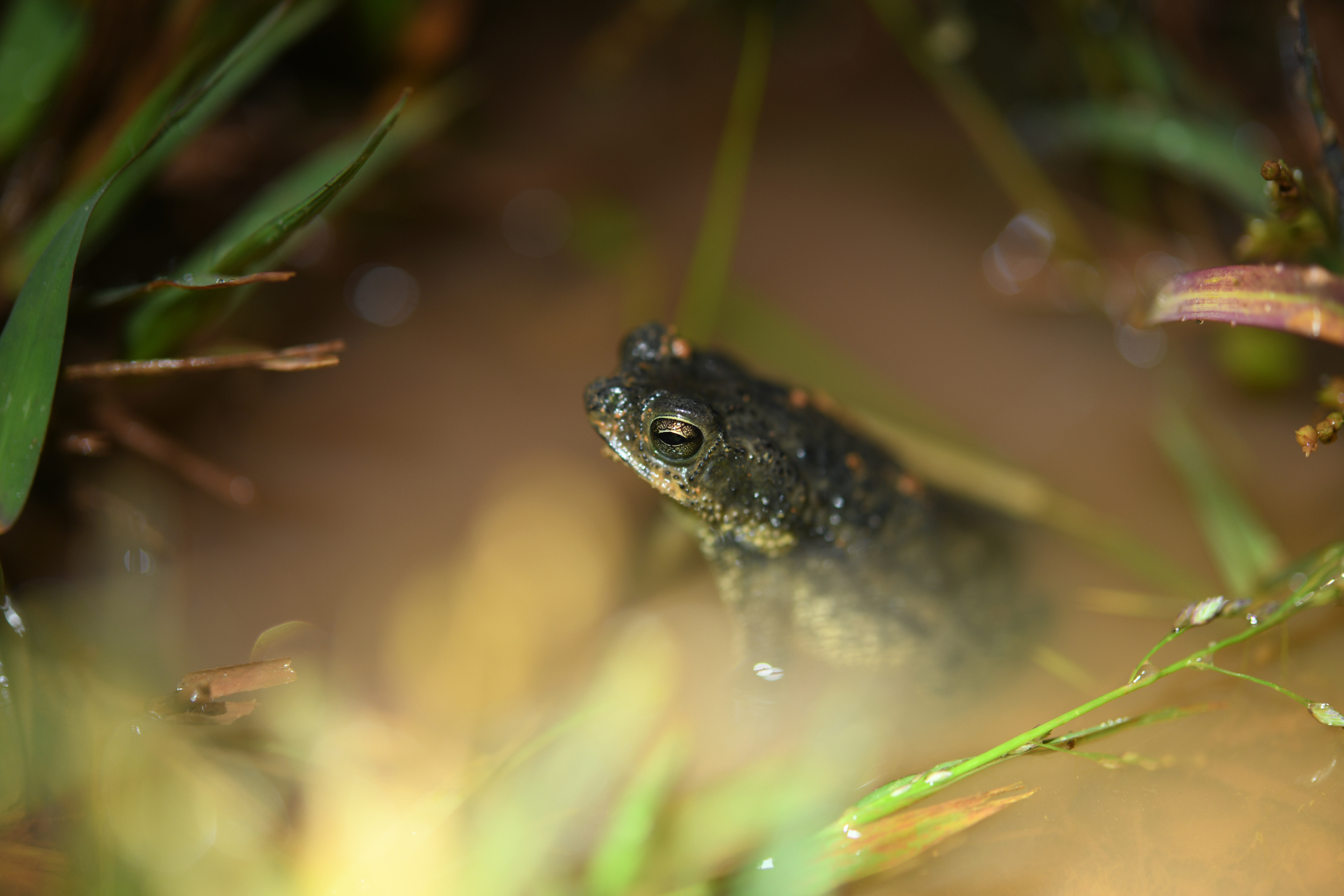 Rhinella major (Müller & Hellmich, 1936) - Photo Bivouac Naturaliste