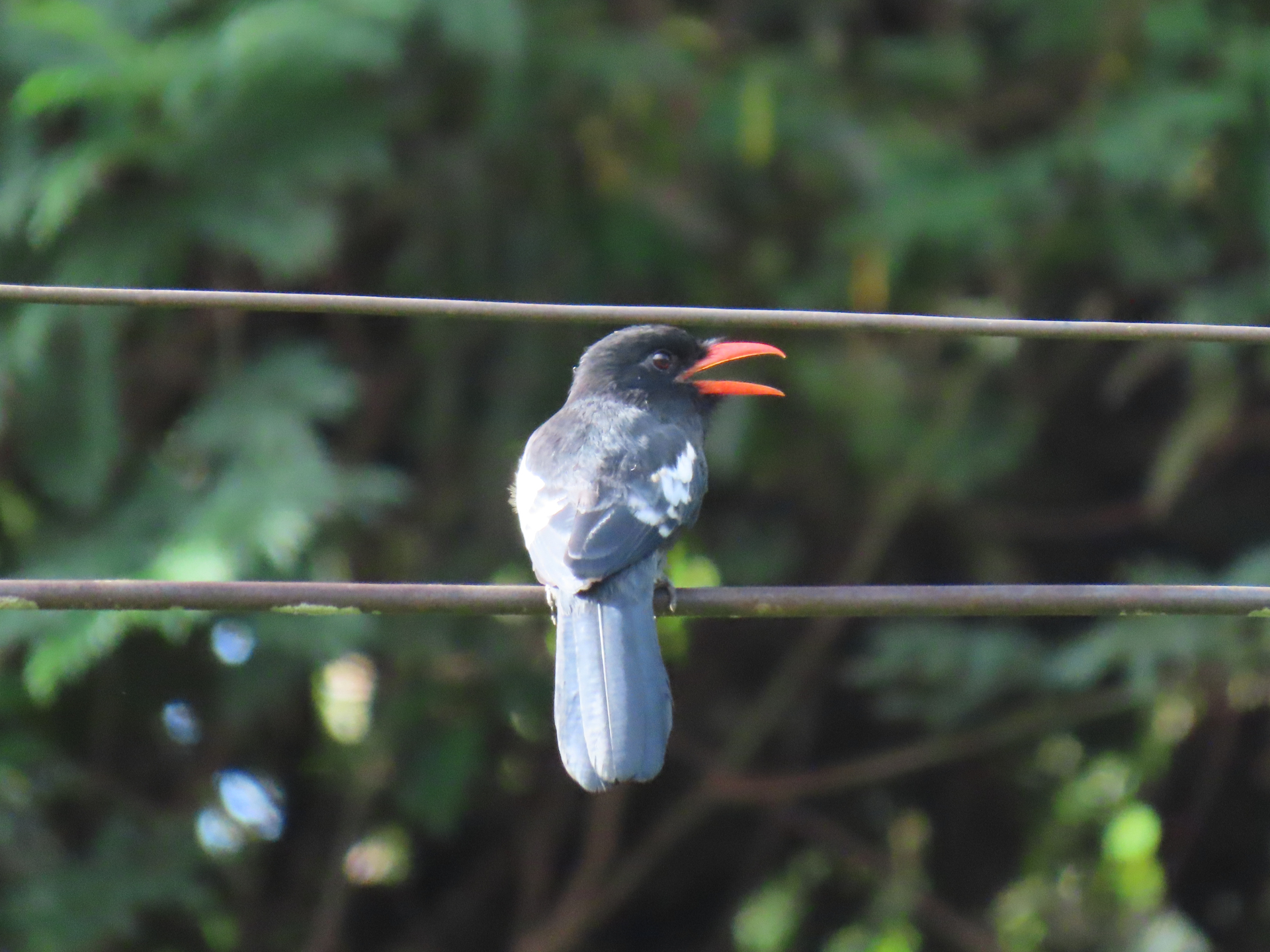 Monasa atra (Boddaert, 1783) - Photo Bivouac Naturaliste