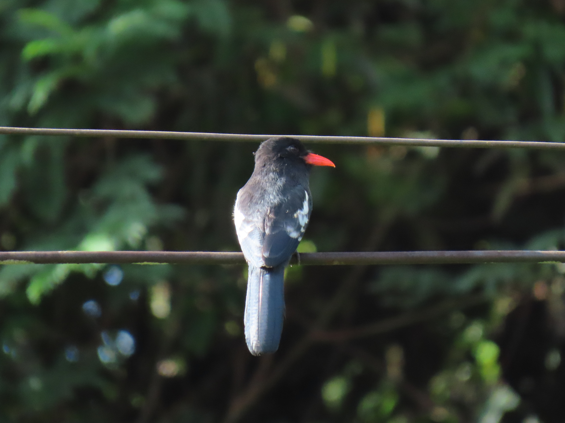 Monasa atra (Boddaert, 1783) - Photo Bivouac Naturaliste
