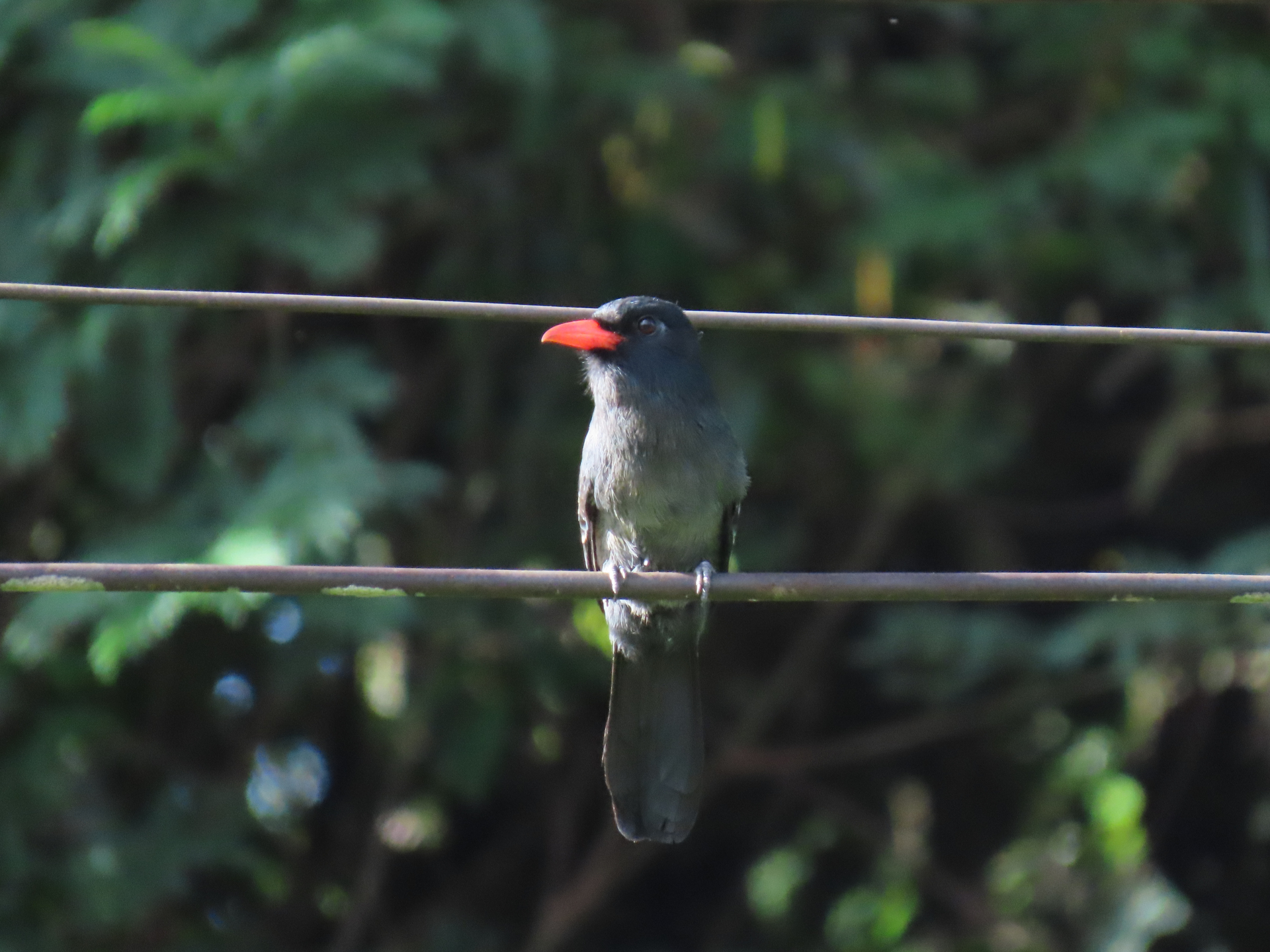 Monasa atra (Boddaert, 1783) - Photo Bivouac Naturaliste