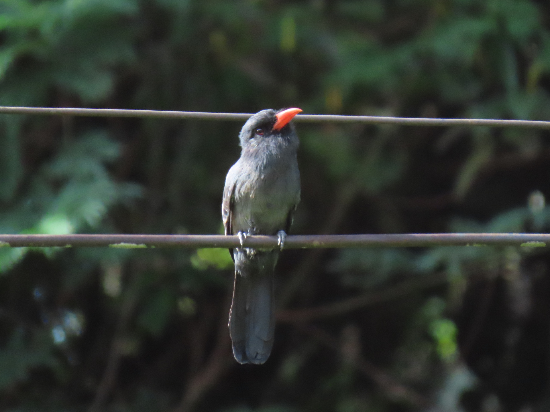 Monasa atra (Boddaert, 1783) - Photo Bivouac Naturaliste