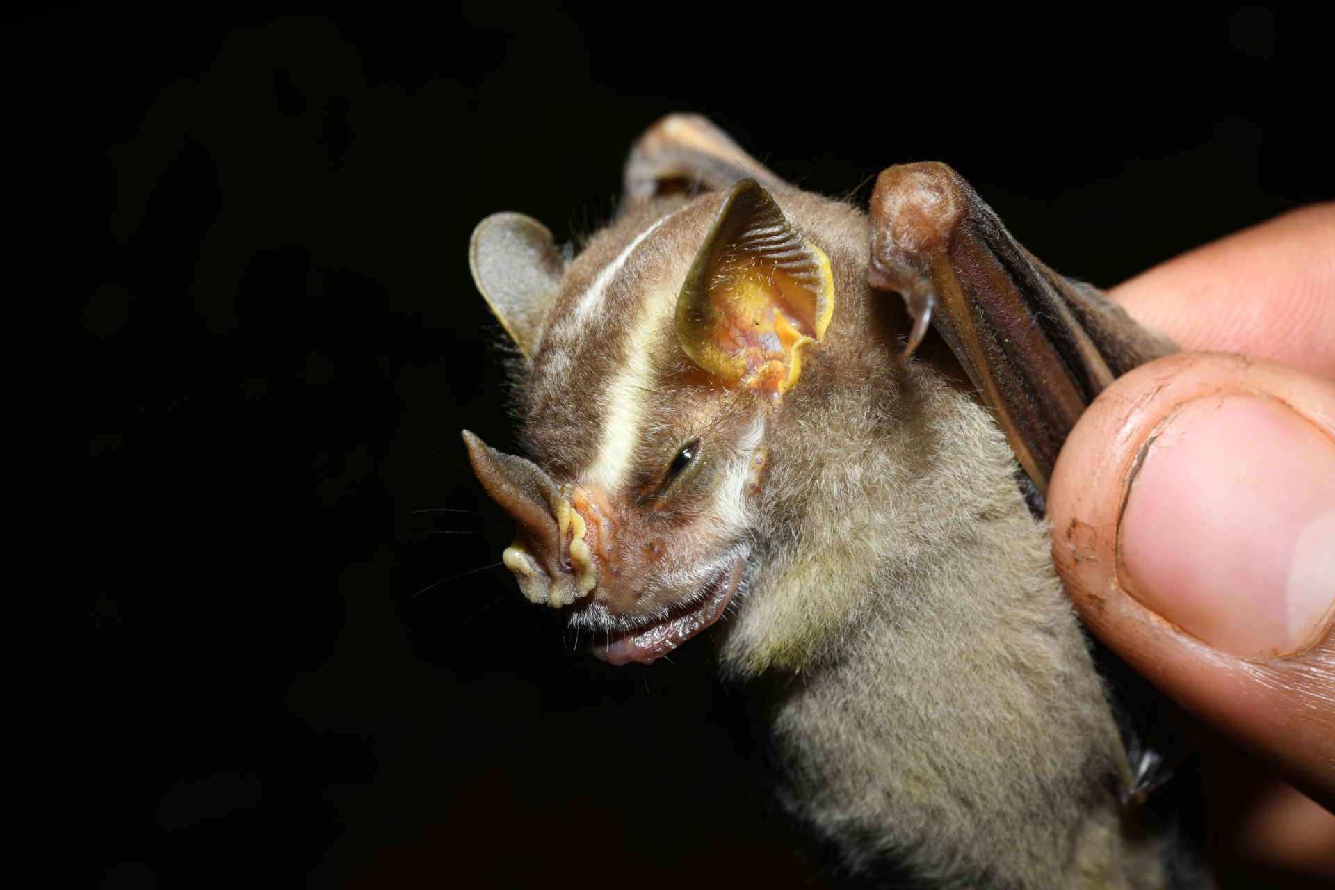 Platyrrhinus Saussure, 1860 - Photo Bivouac Naturaliste