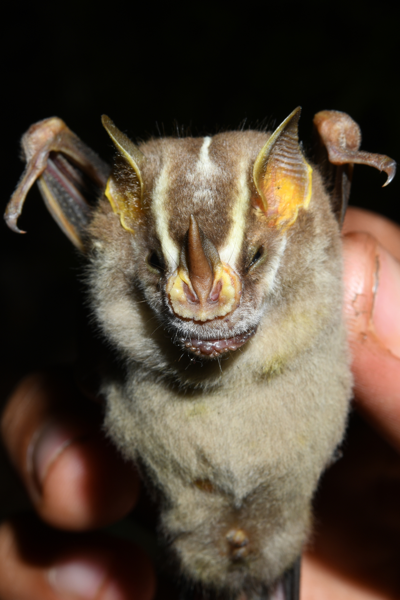 Platyrrhinus Saussure, 1860 - Photo Bivouac Naturaliste